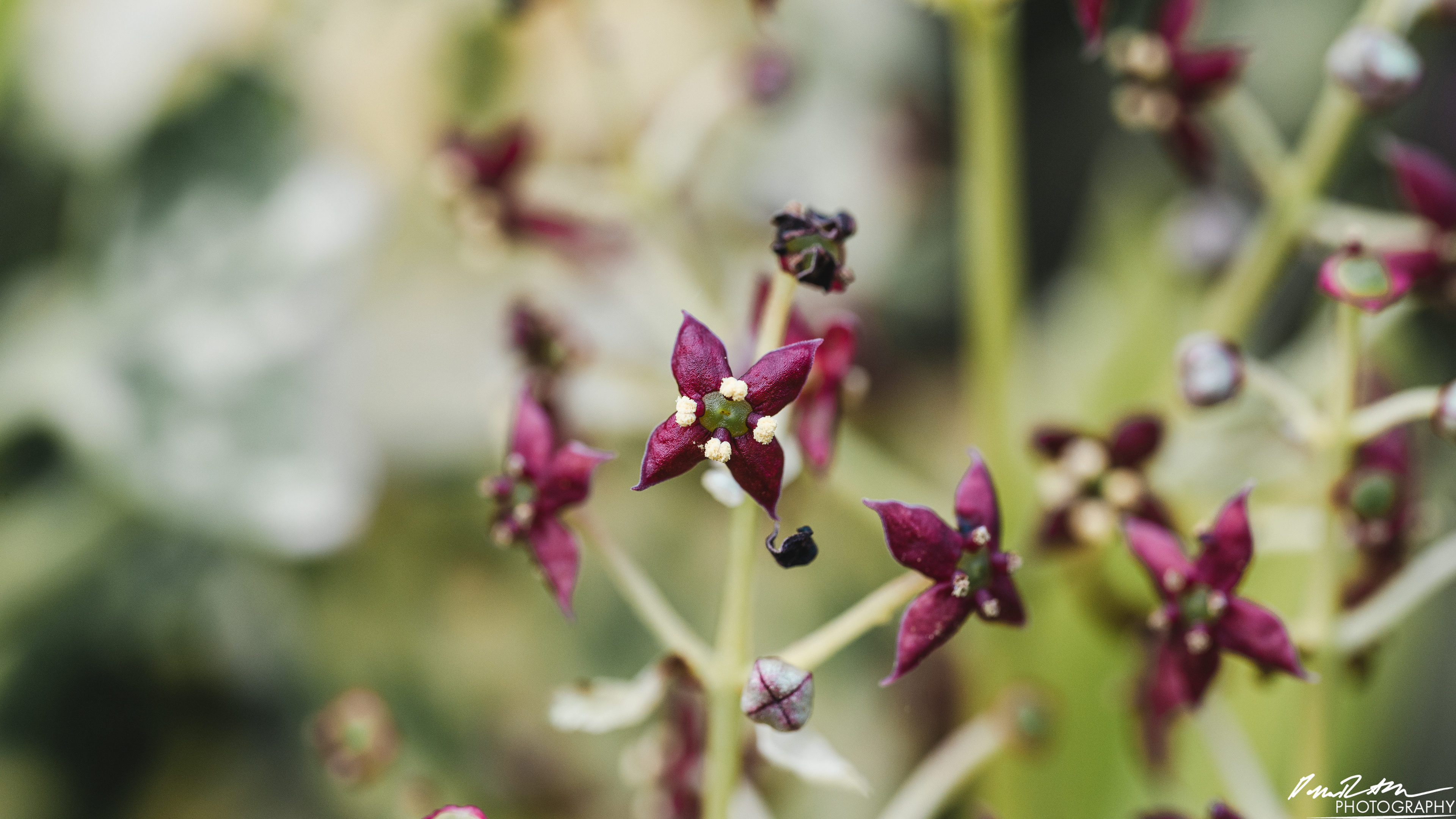 Up Close - Enumclaw WA