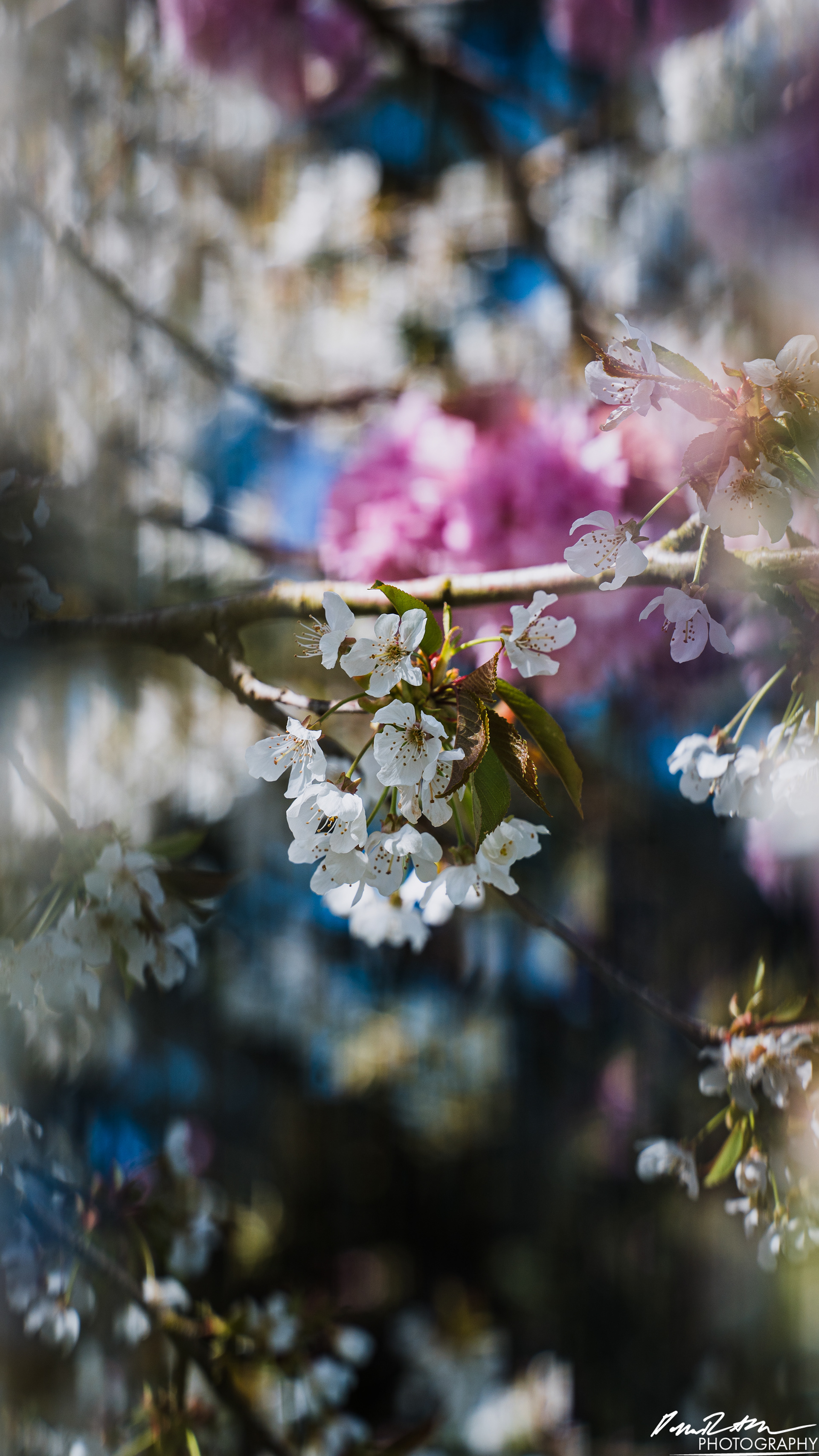 Out of Focus - Enumclaw WA