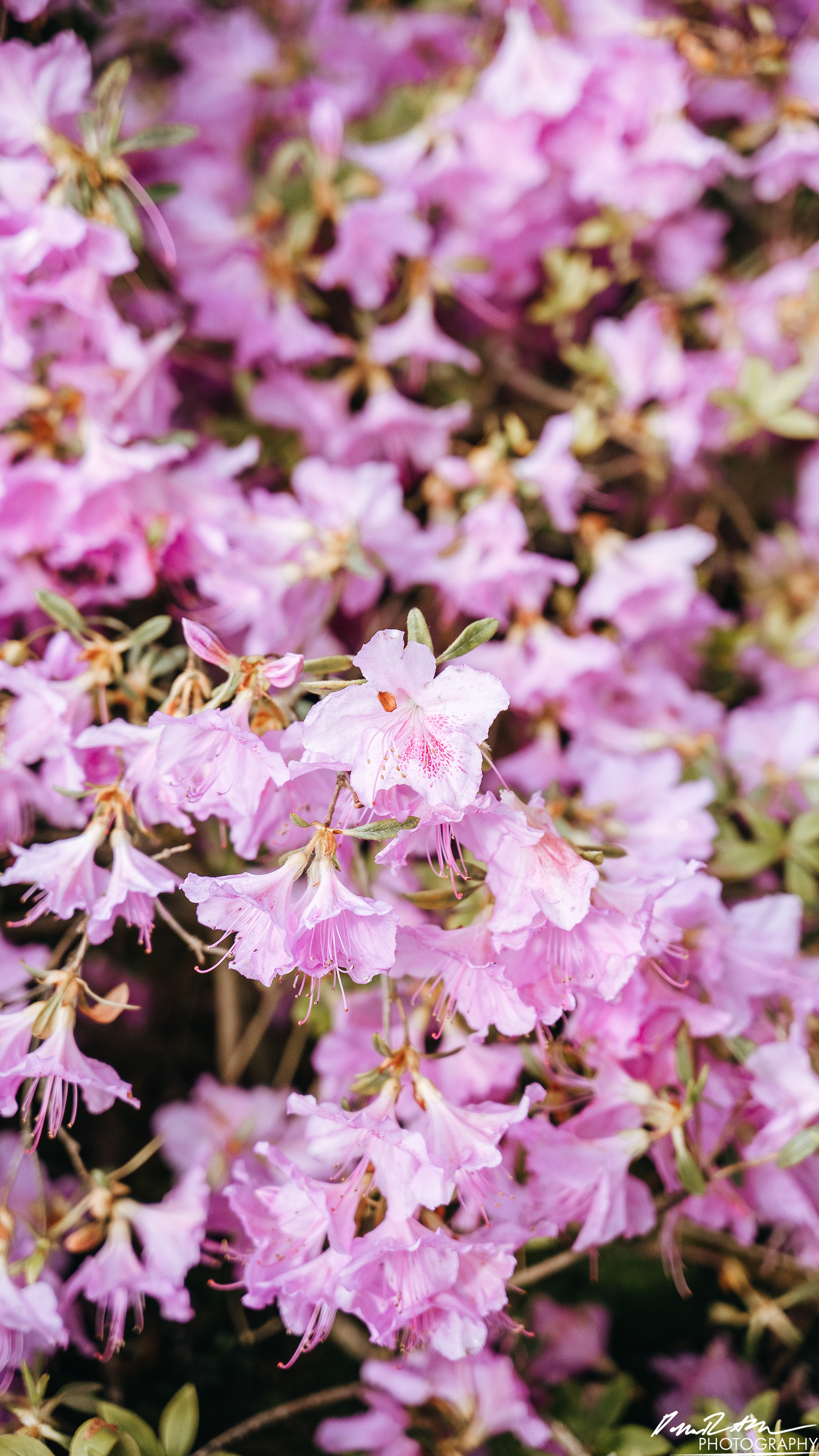 Arboretum - Seattle WA