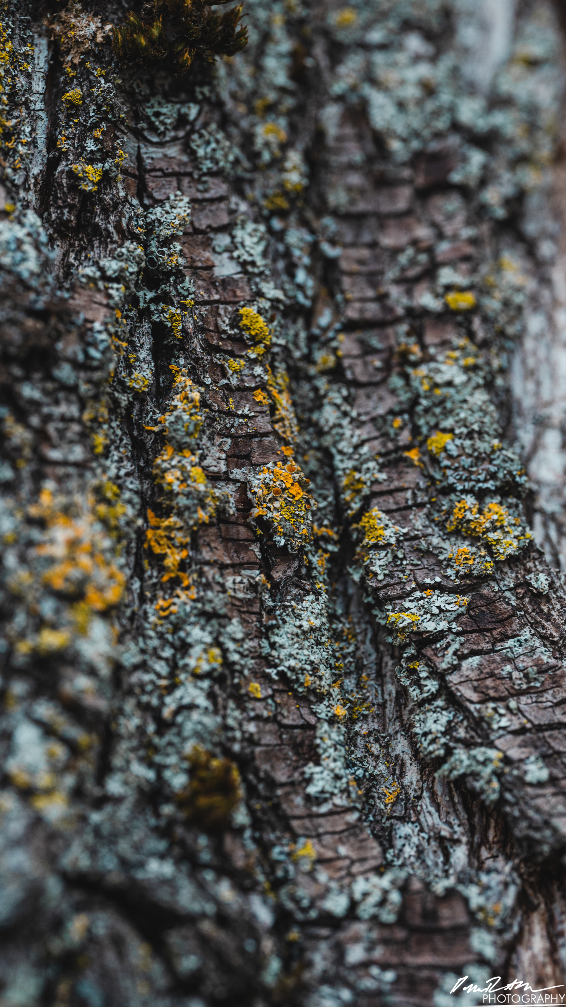Up Close - Enumclaw WA