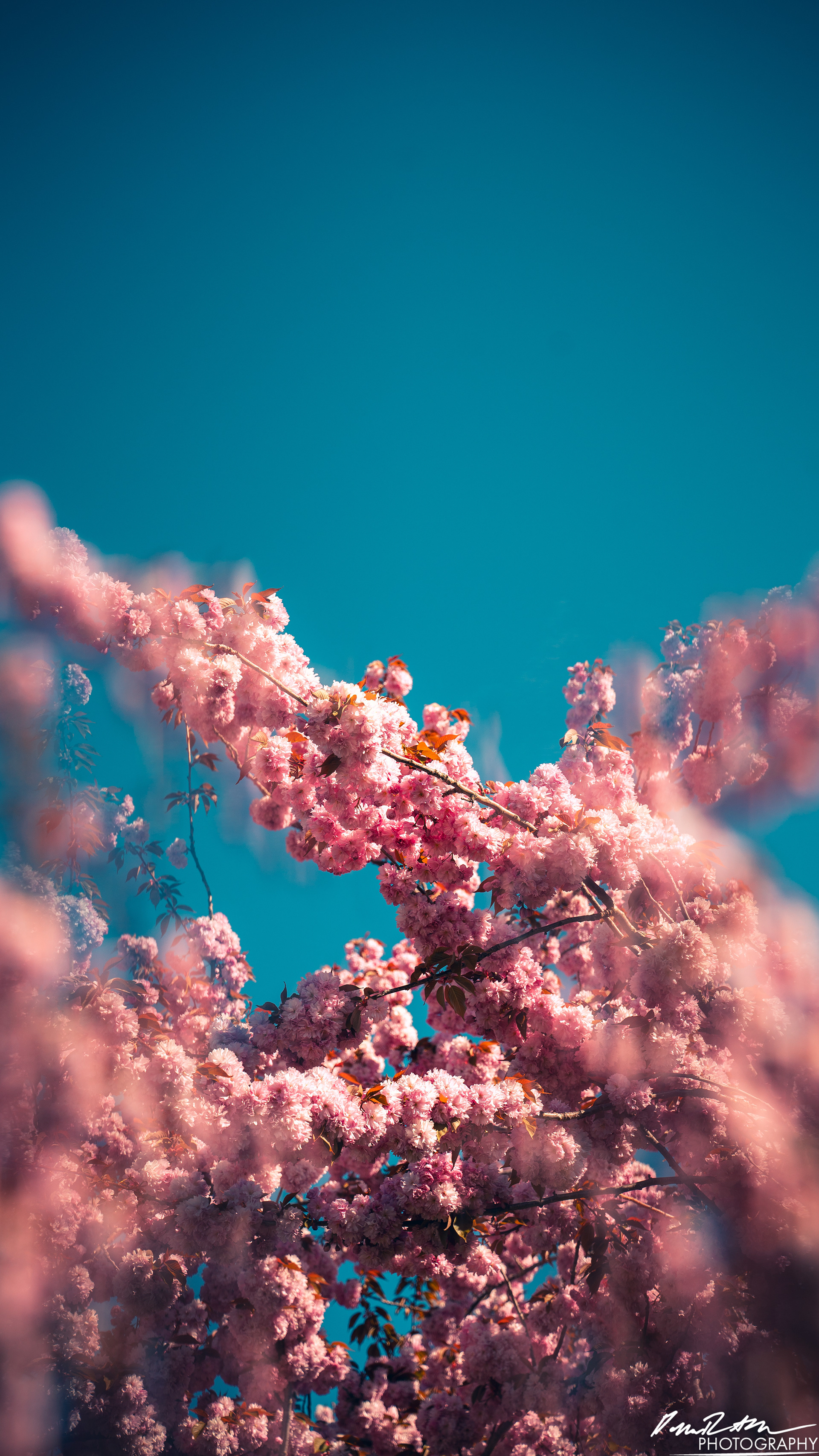 Out of Focus - Enumclaw WA