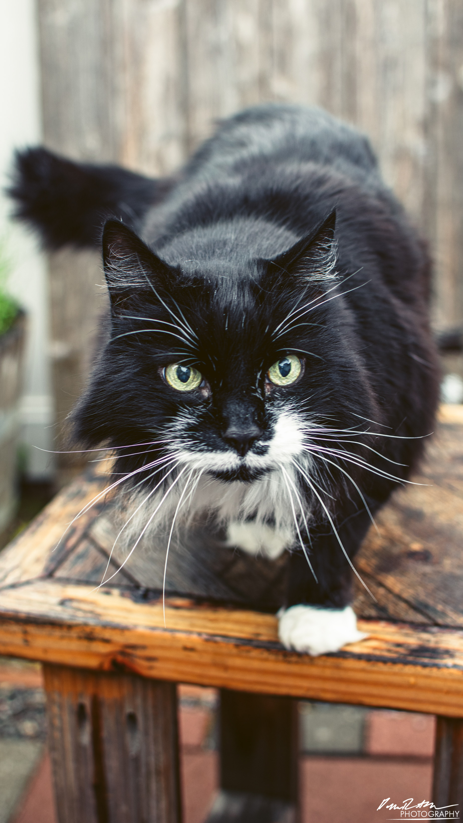 Apex Predator, Dupont WA