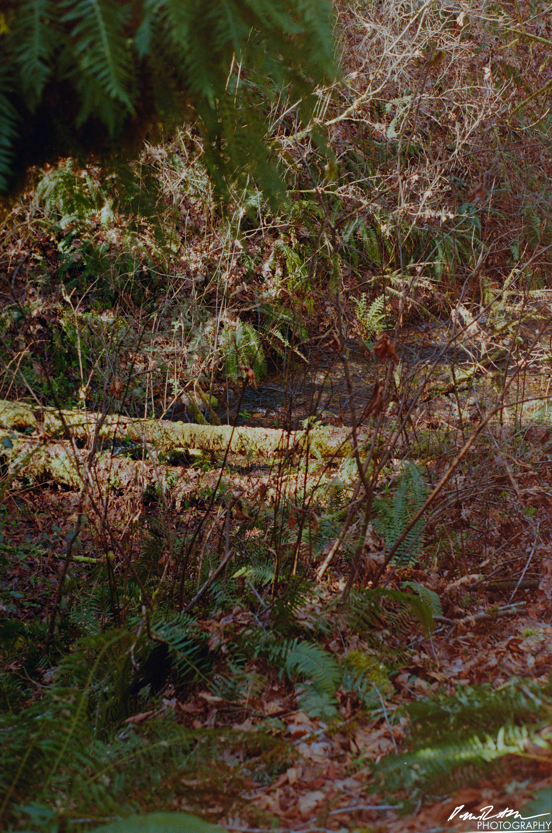 Fujifilm 400 - Dupont WA