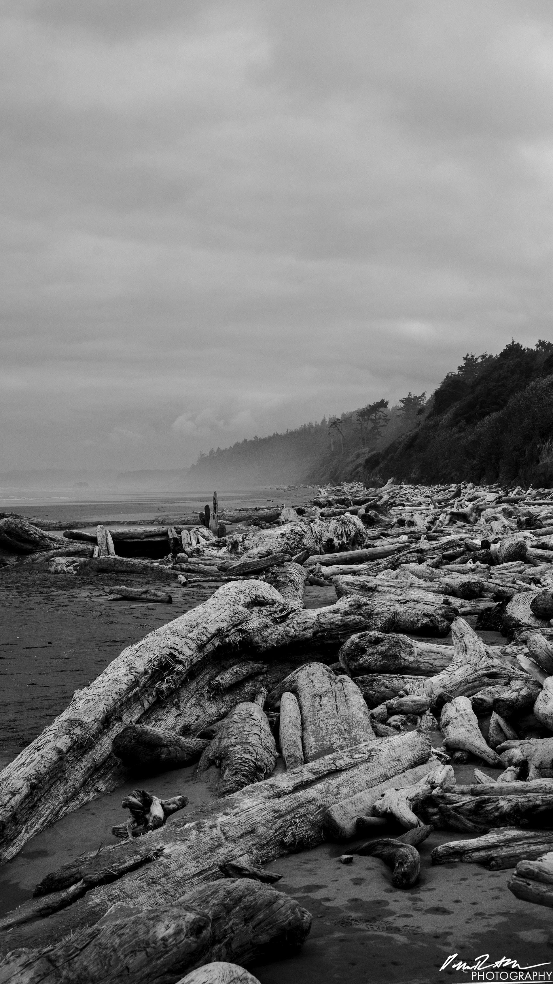 The Beach of Life - Kalaloch 