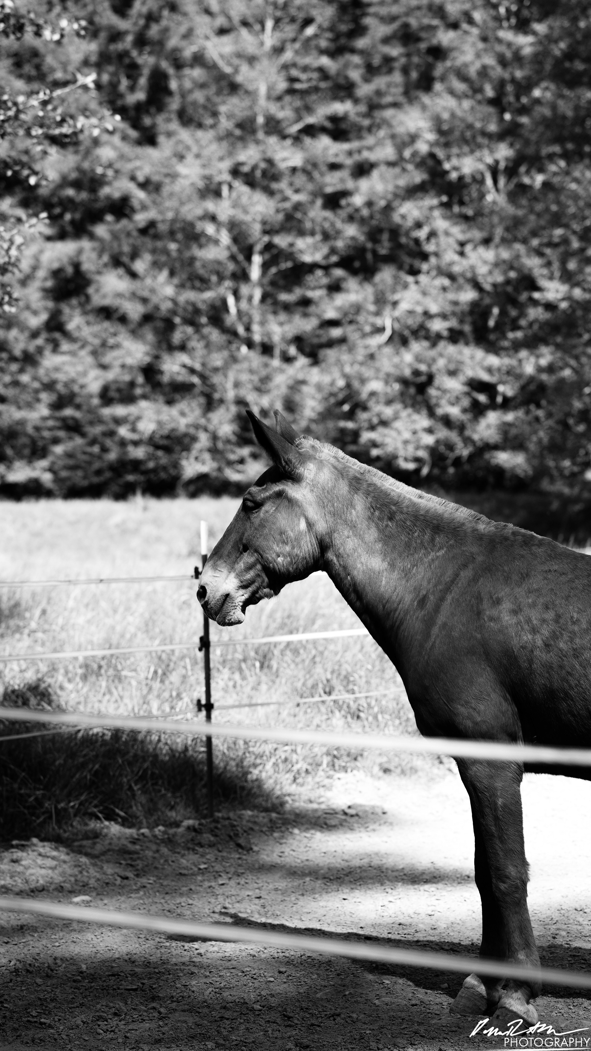 Hot Springs - Olympic National Park