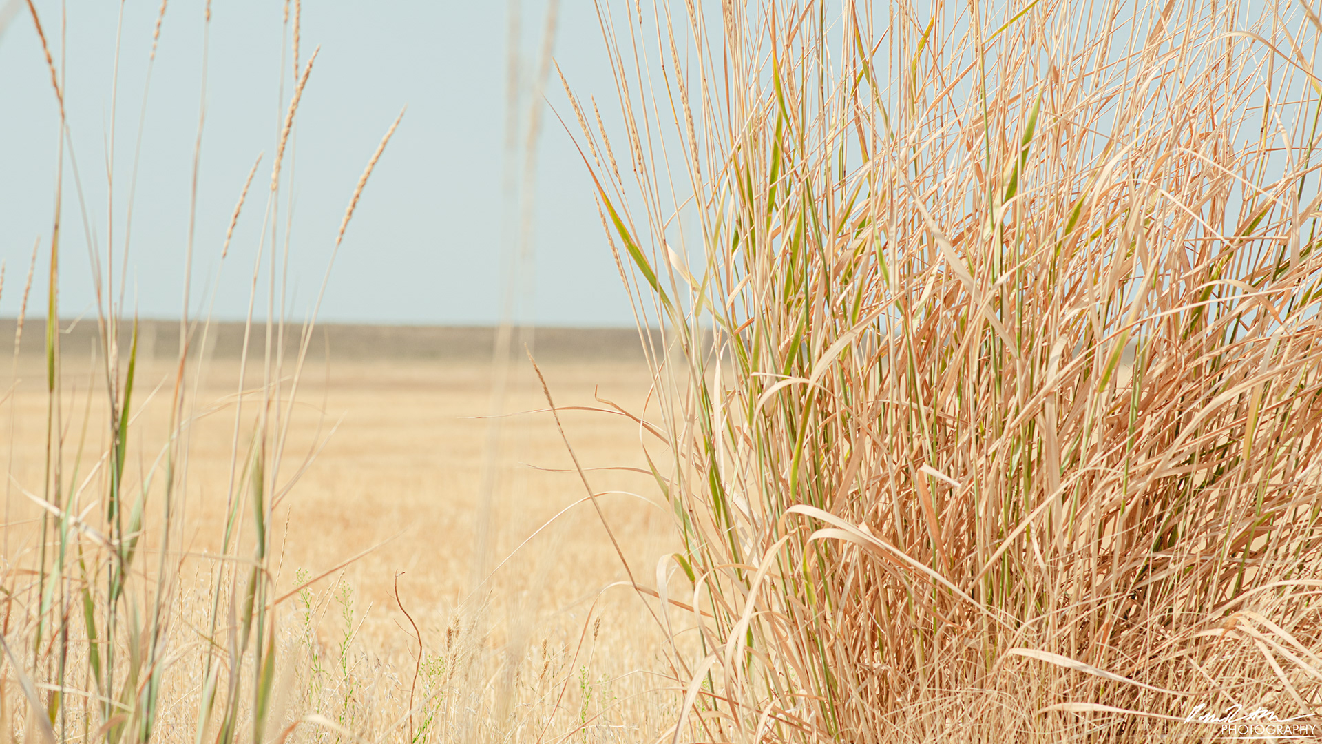 Straw - Eastern Washington
