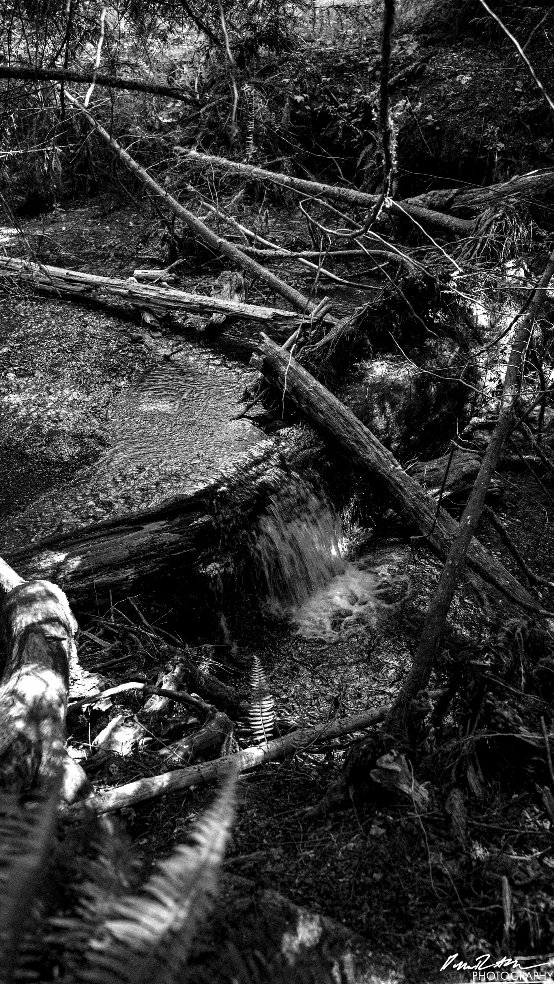 Hot Springs - Olympic National Park