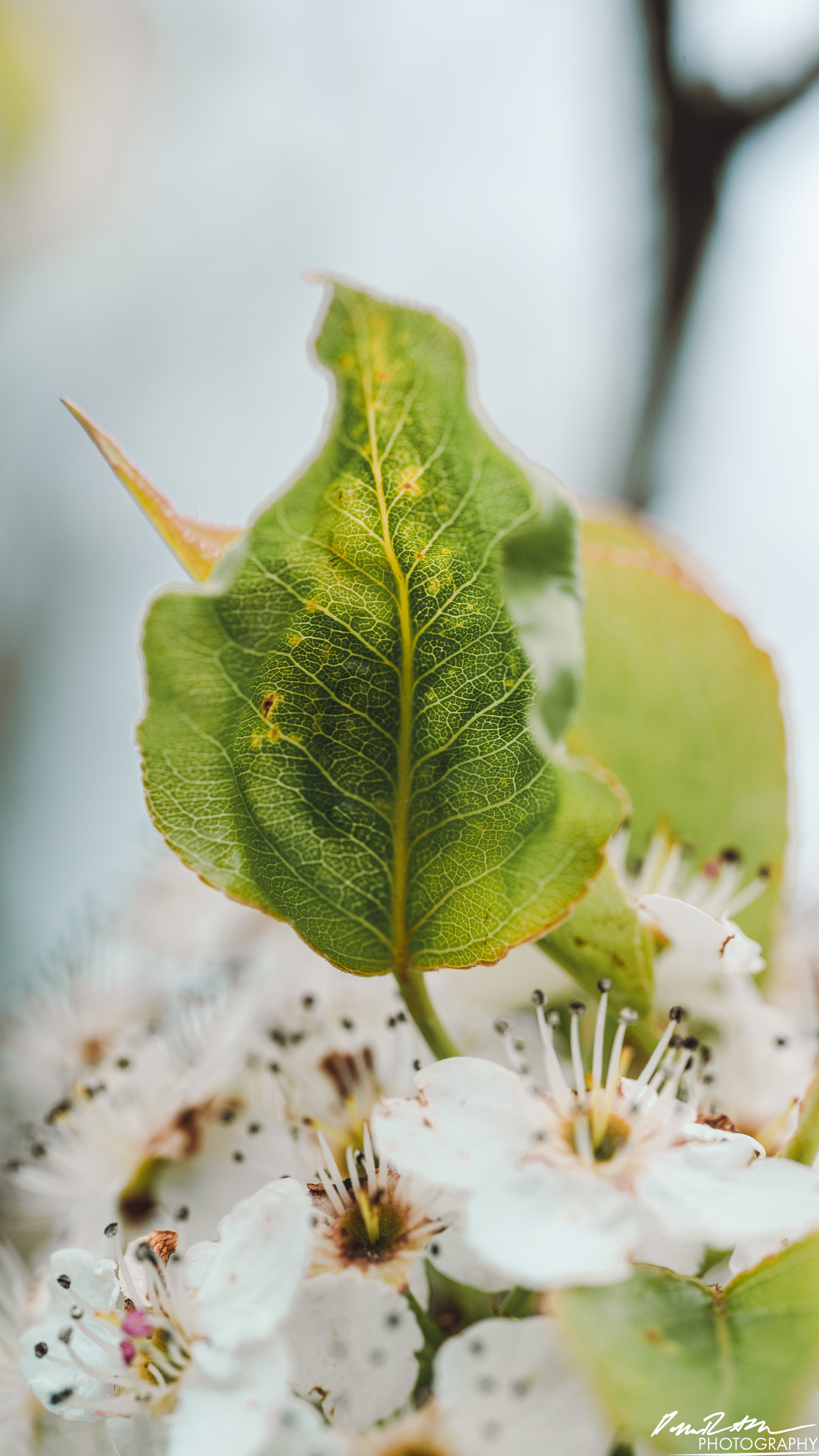 Up Close - Enumclaw WA