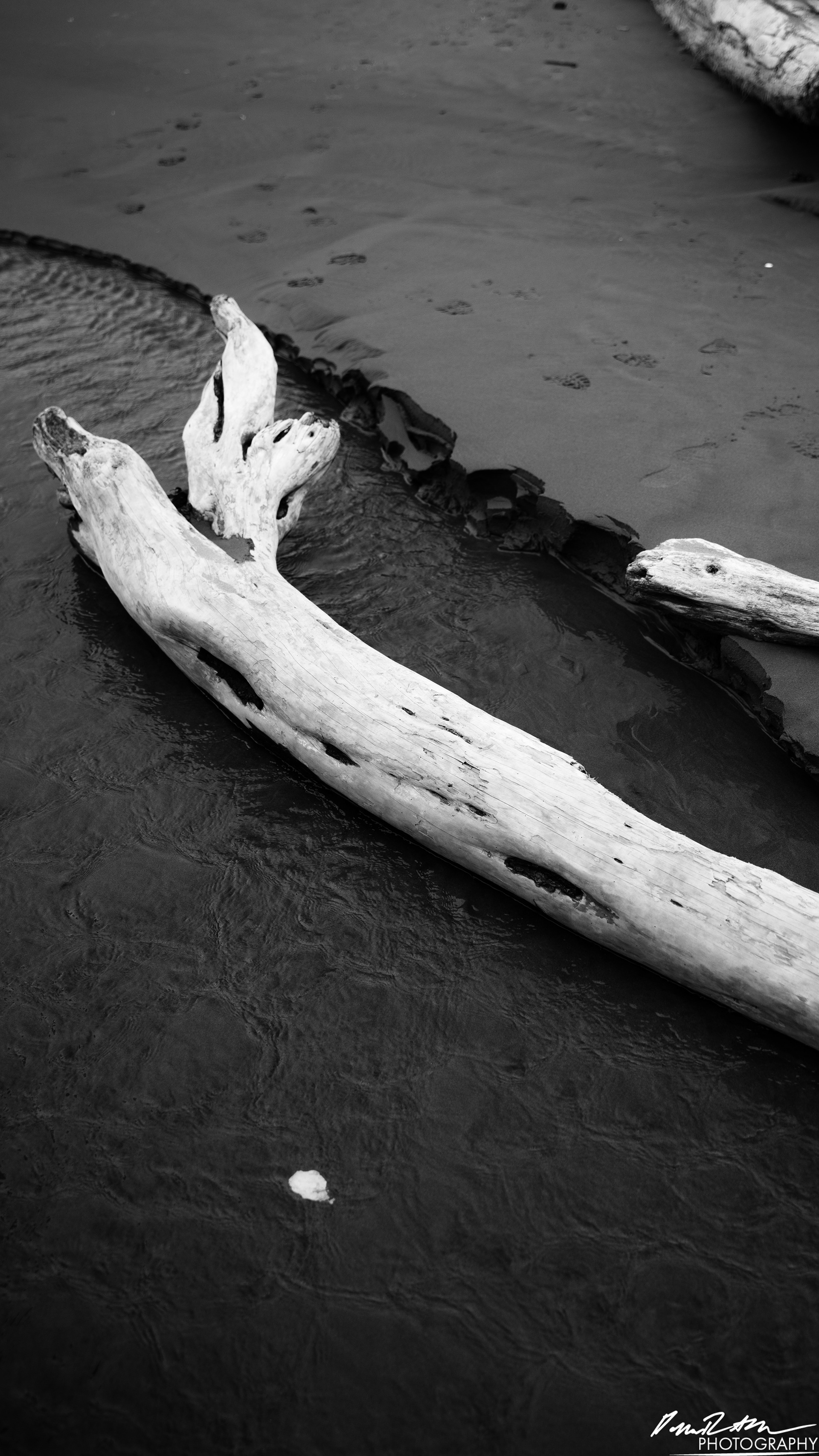 The Beach of Life - Kalaloch 