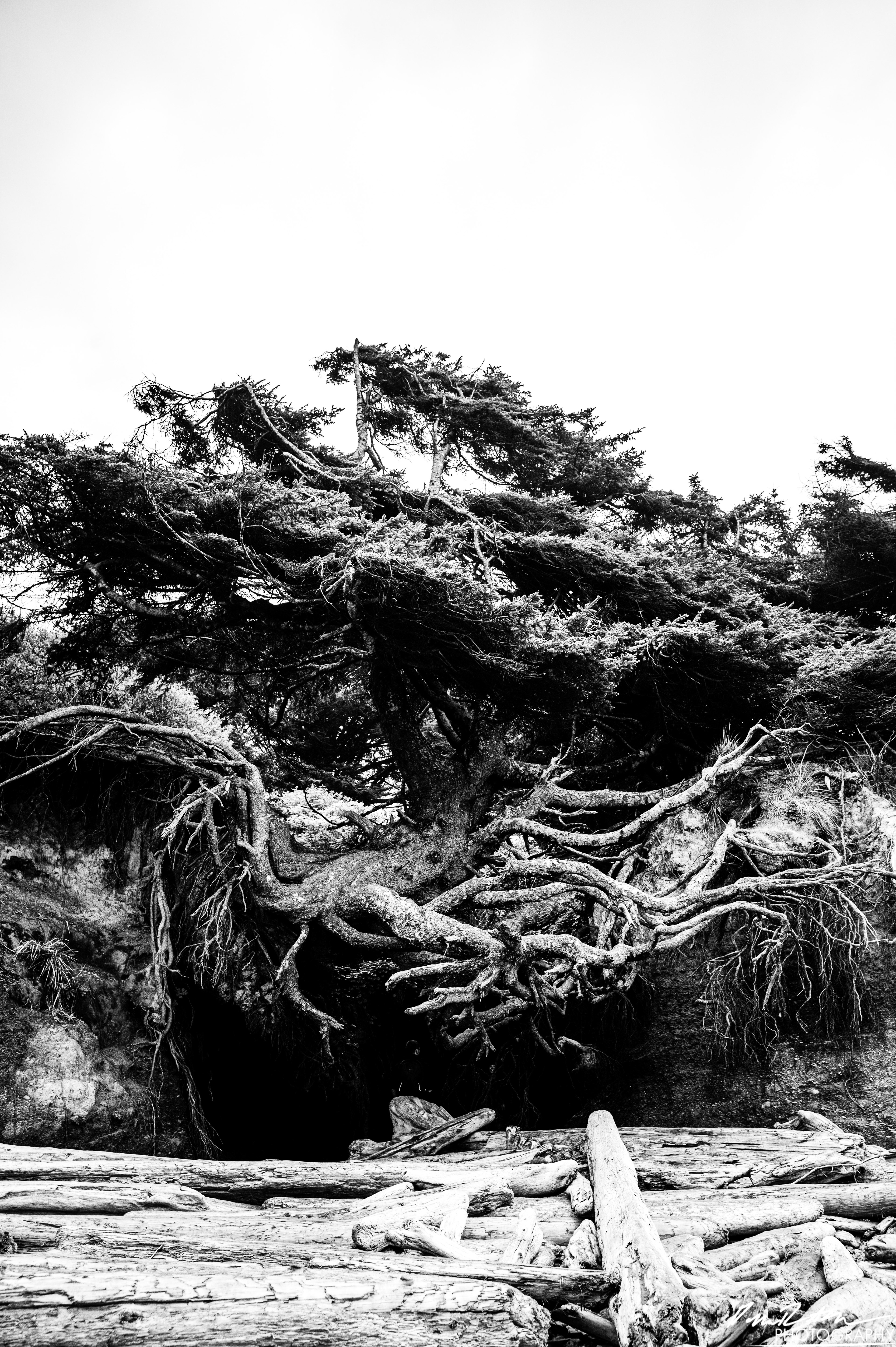 The Beach of Life - Kalaloch 