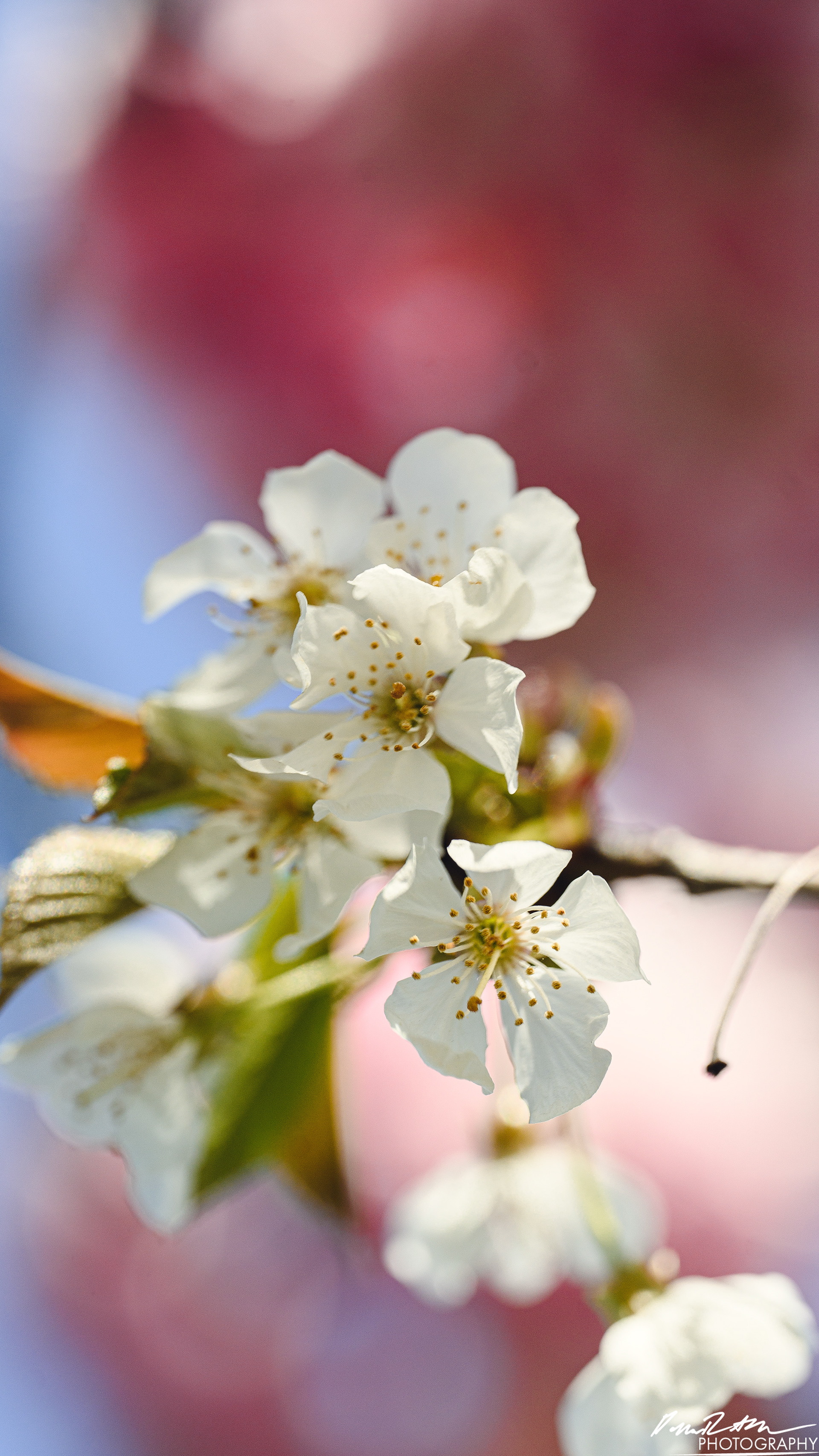 Big World - Enumclaw WA