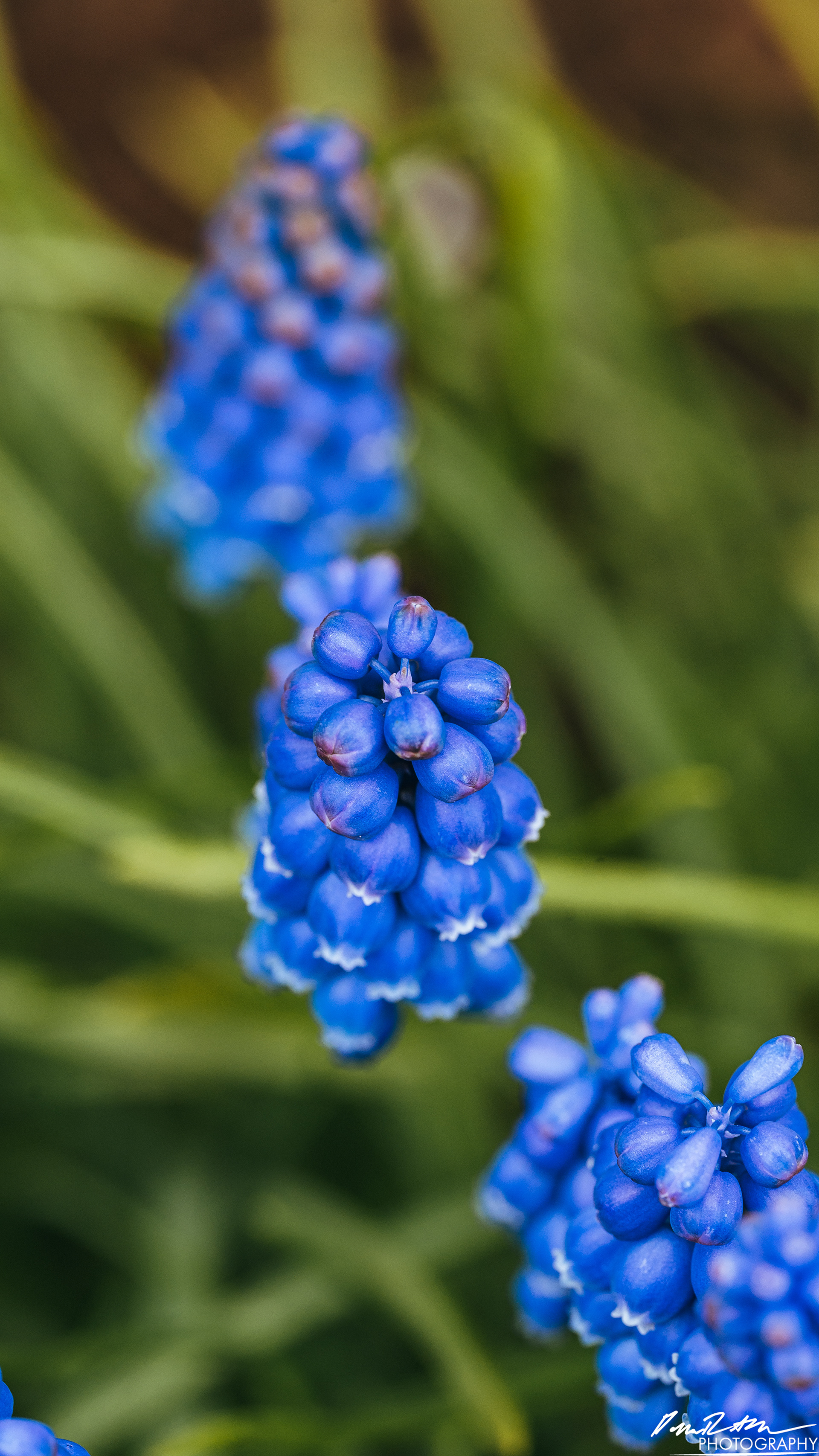 Up Close - Enumclaw WA