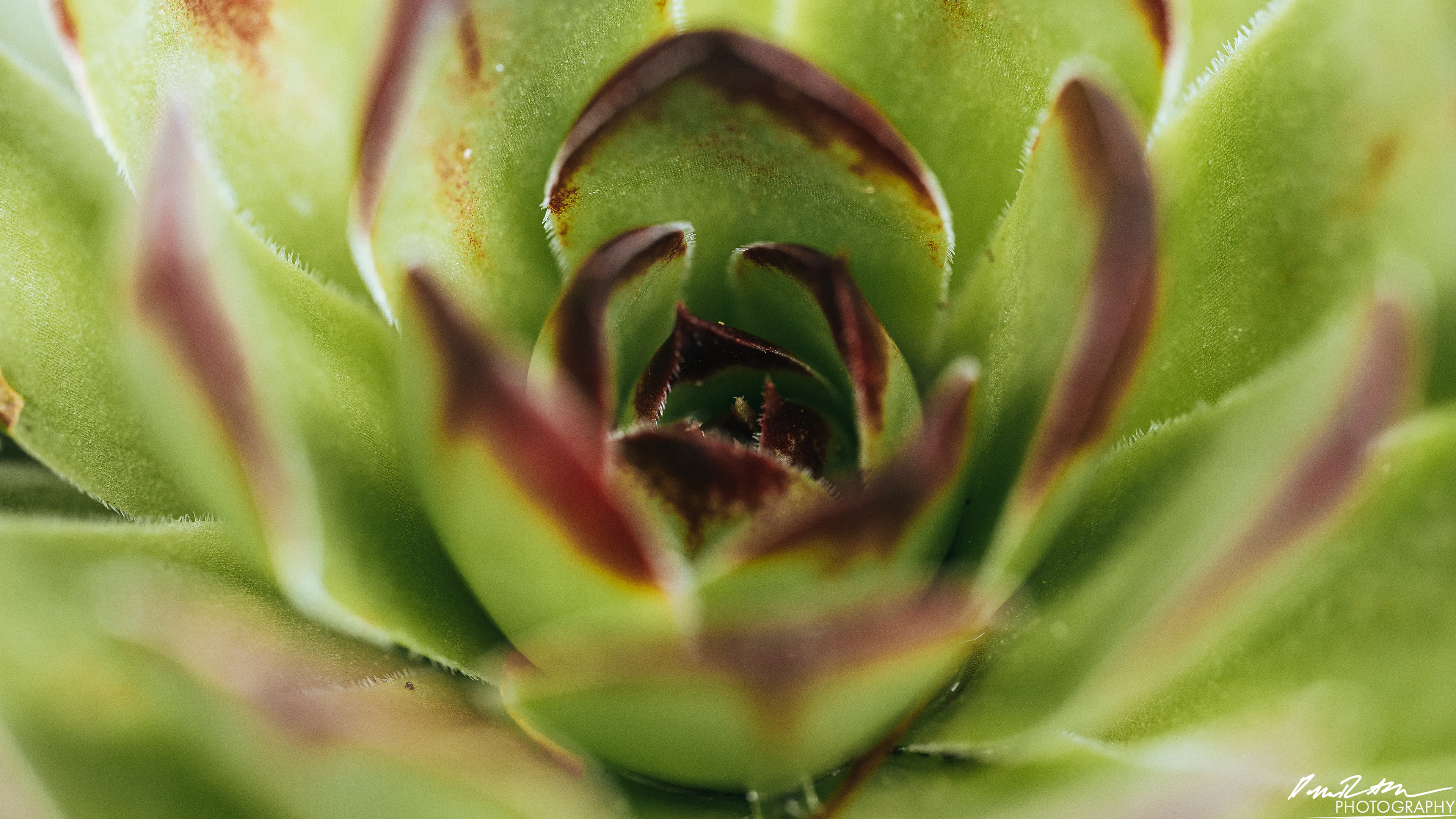 Up Close - Enumclaw WA
