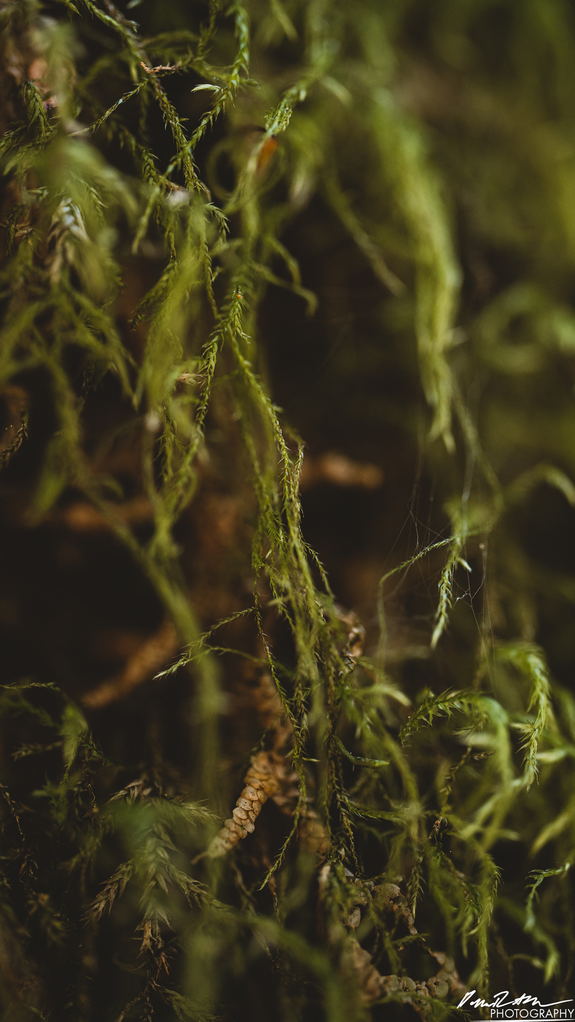 Rapids - Lake Cushman