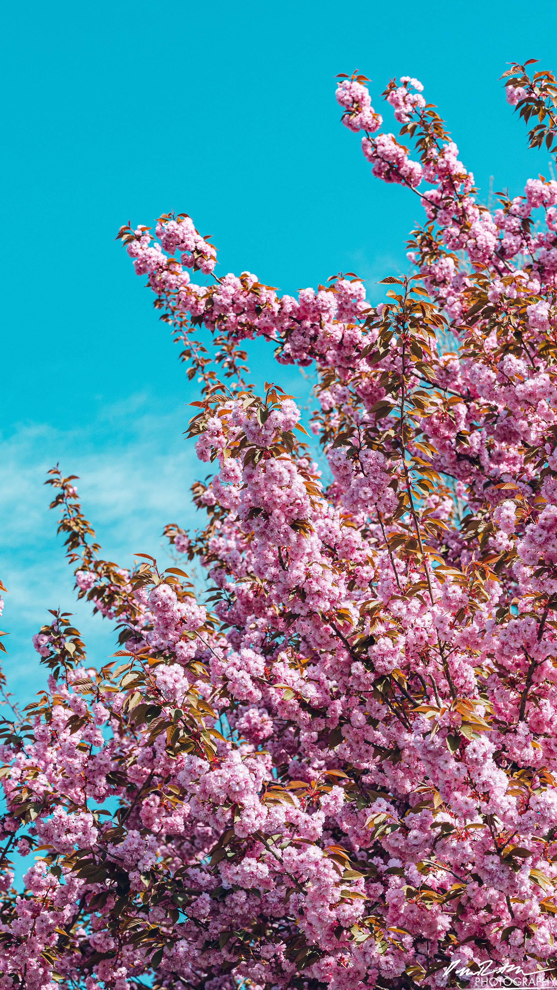 Up Close - Enumclaw WA