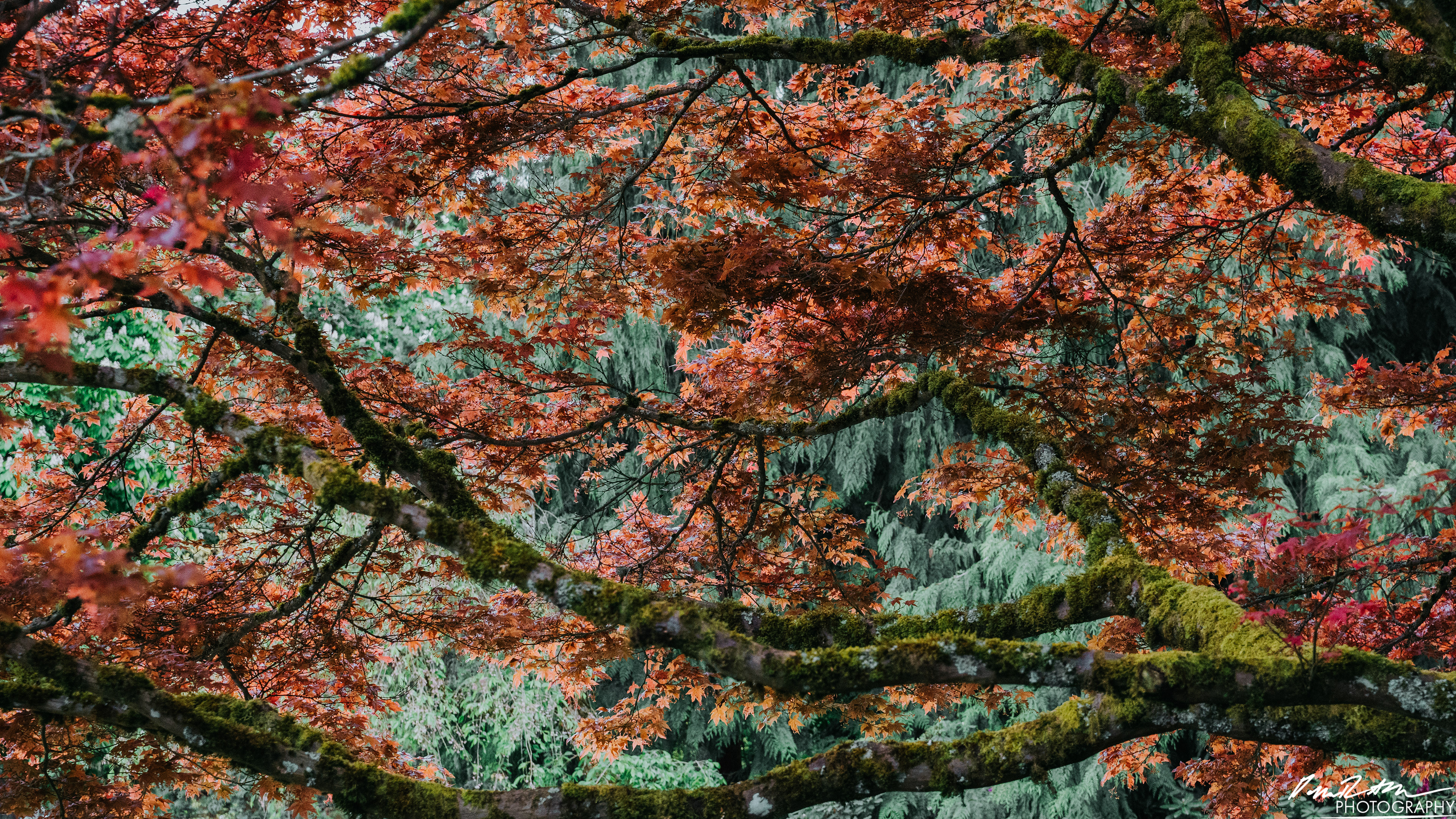 Forestry - Seattle WA
