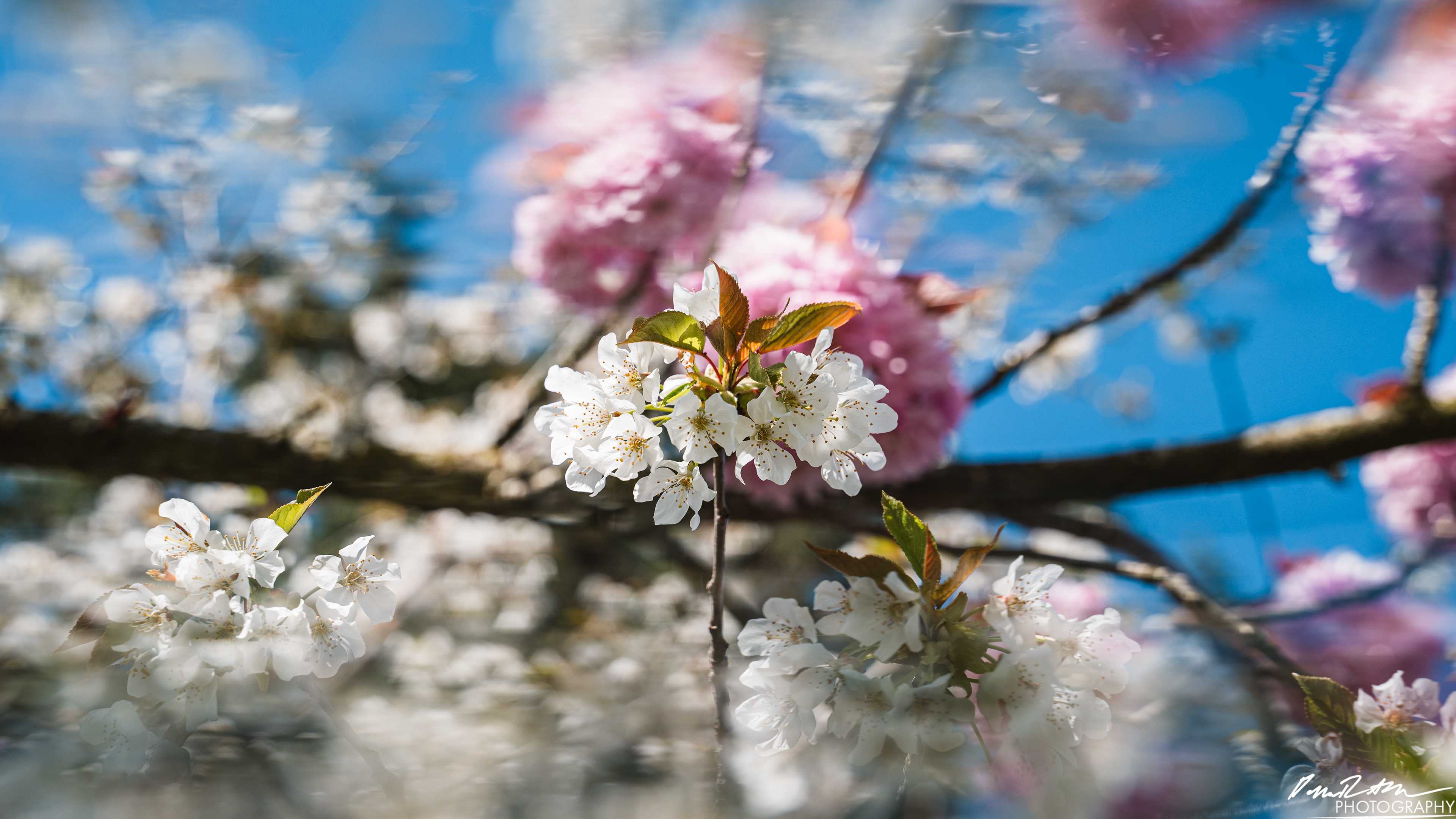 Out of Focus - Enumclaw WA