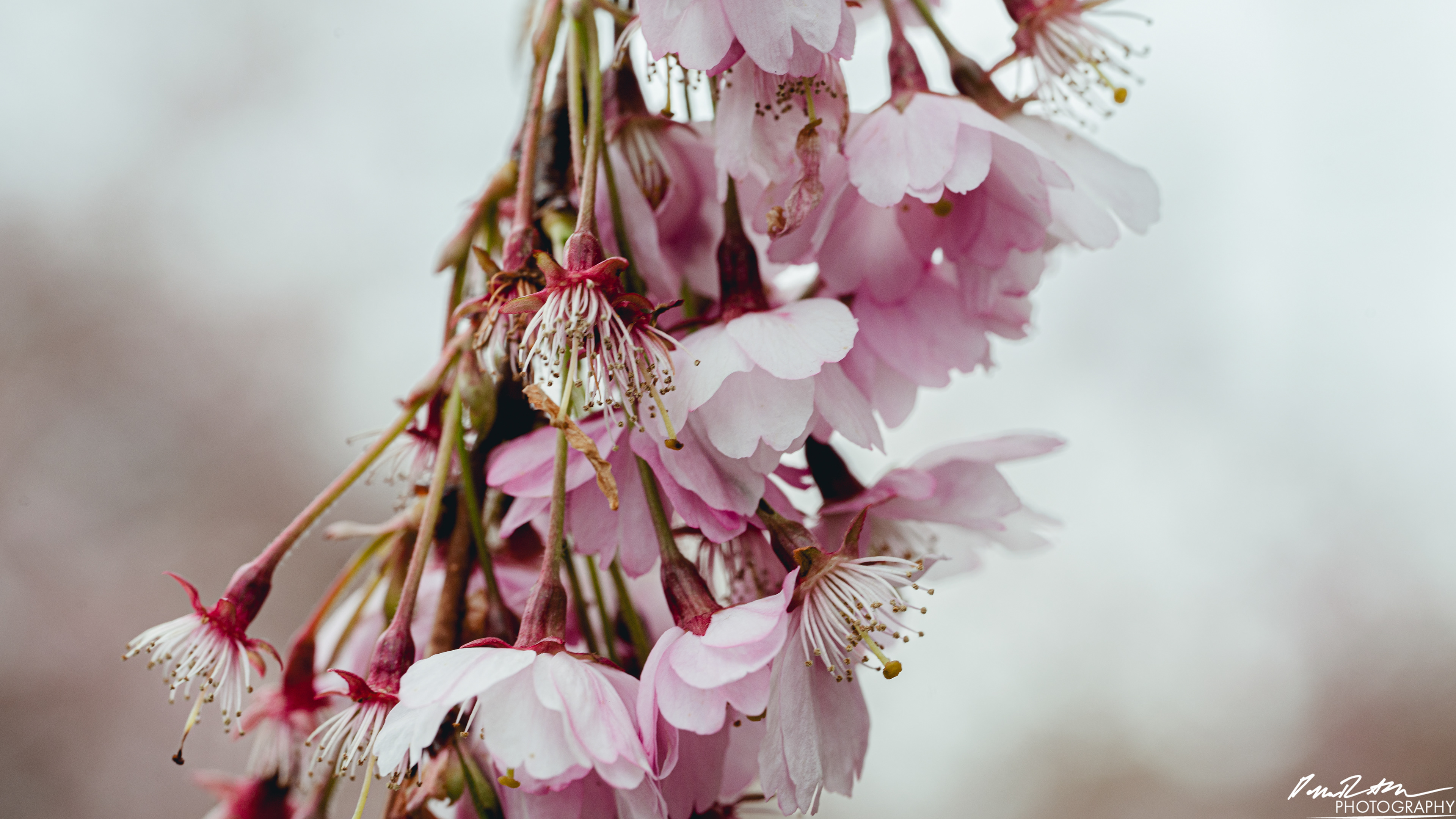 Up Close - Enumclaw WA