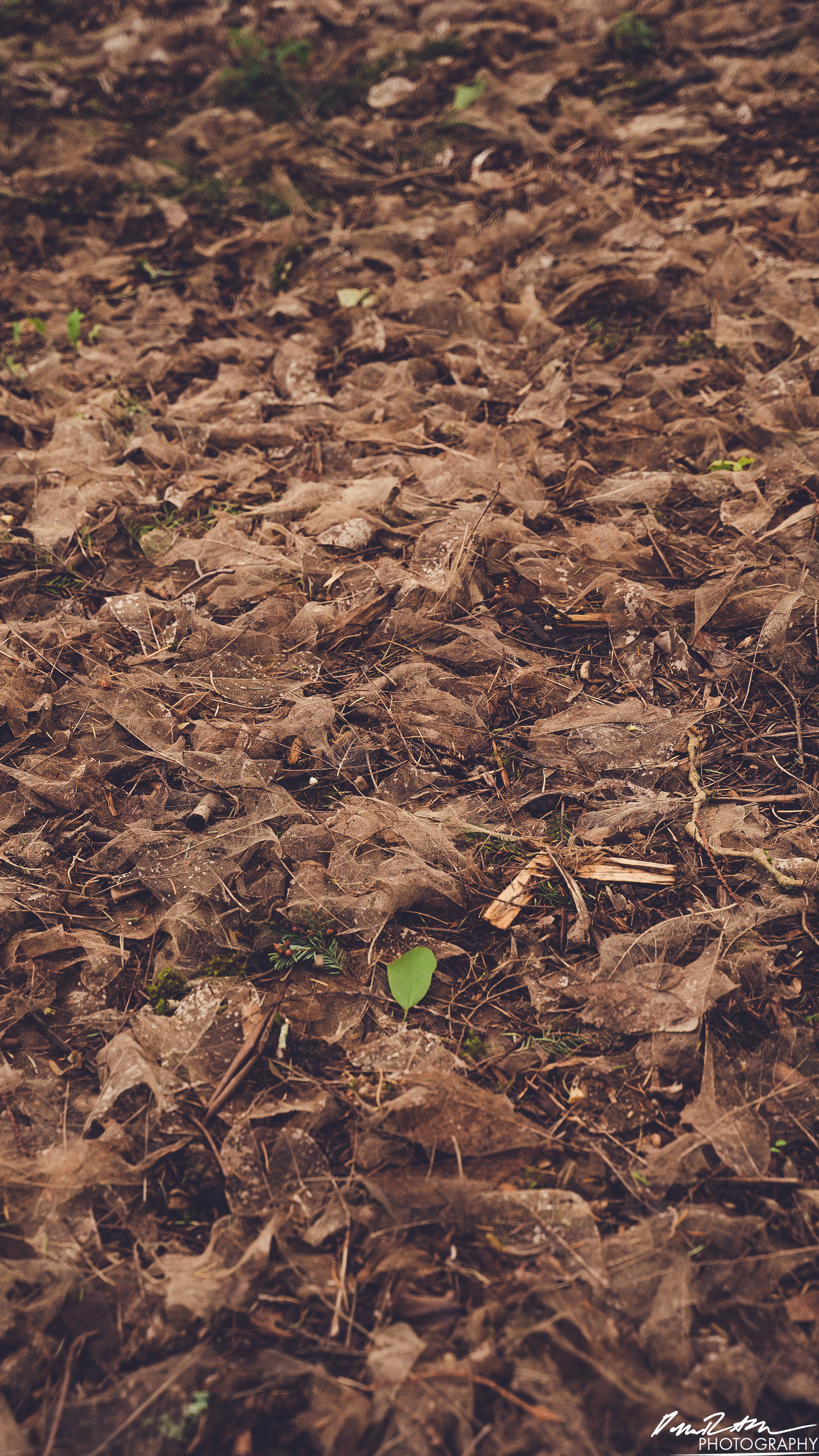 Arboretum - Seattle WA