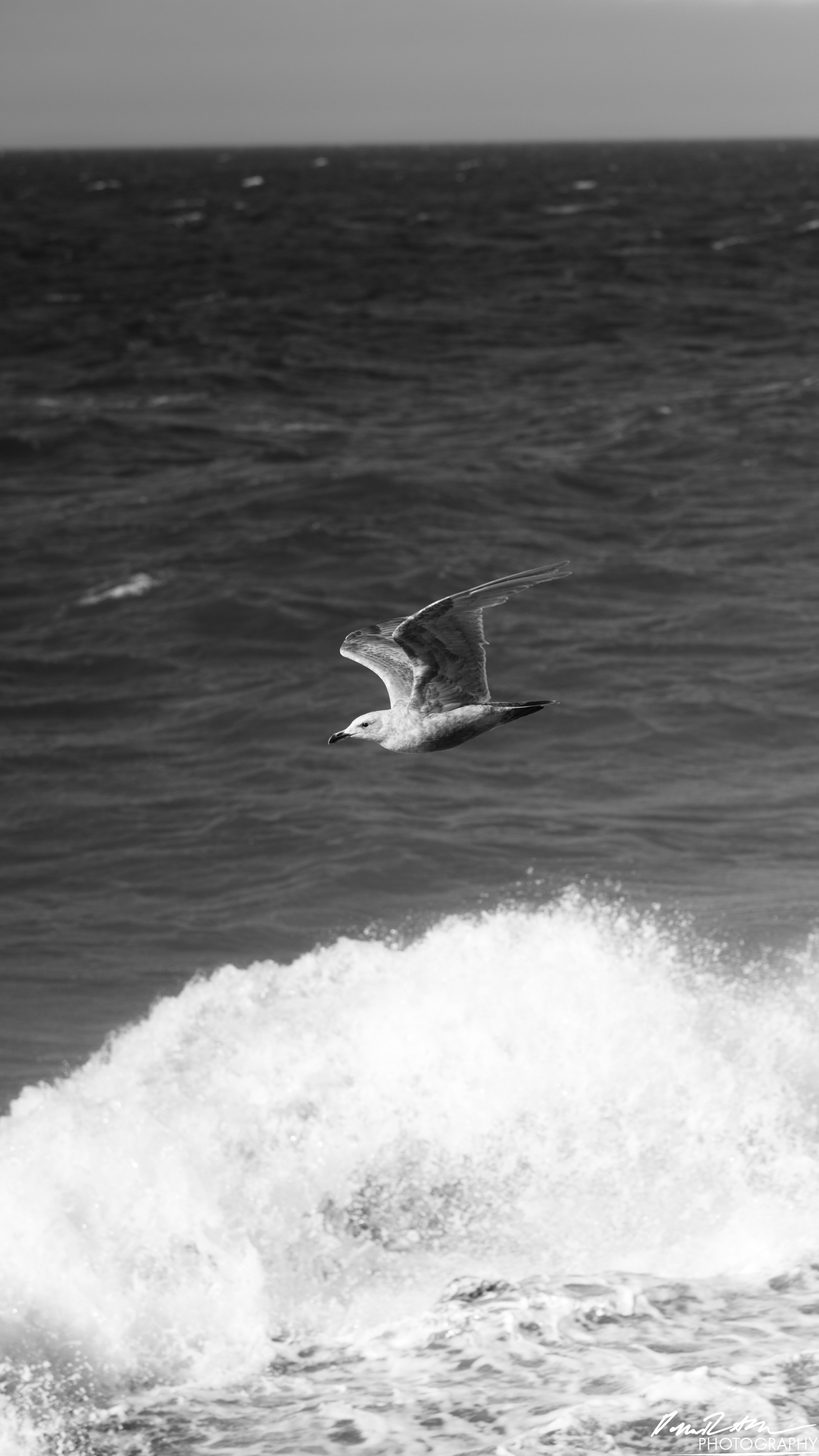 The Open Sea - Port Angeles
