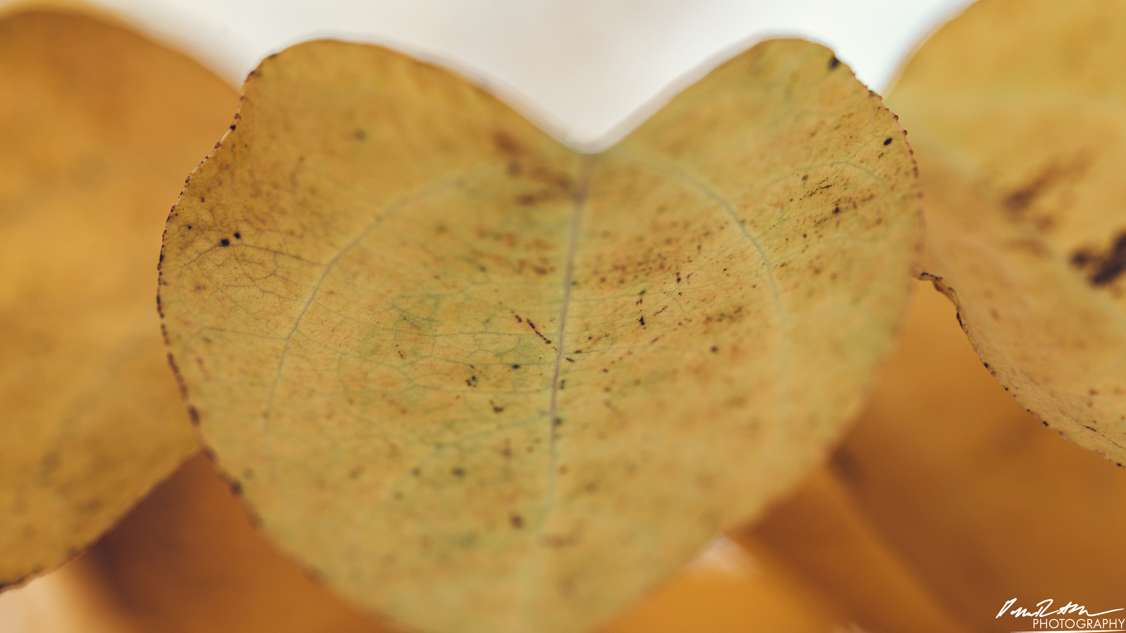 YELLOW - Enumclaw WA