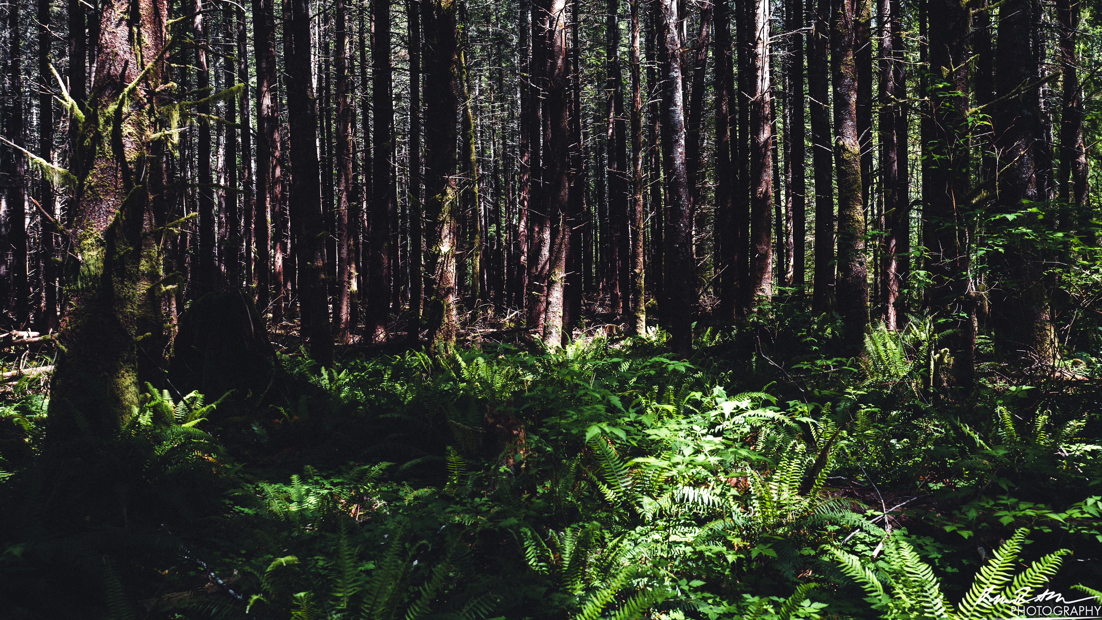  x̣asílʔ - Hoh Rain Forest