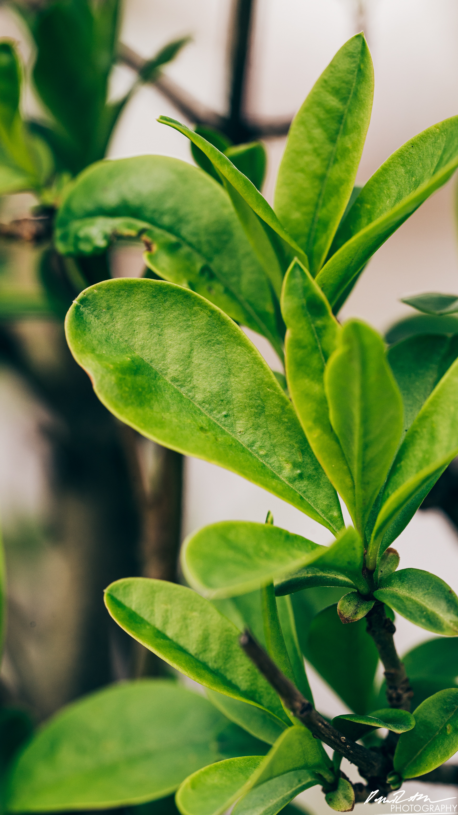 Up Close - Enumclaw WA