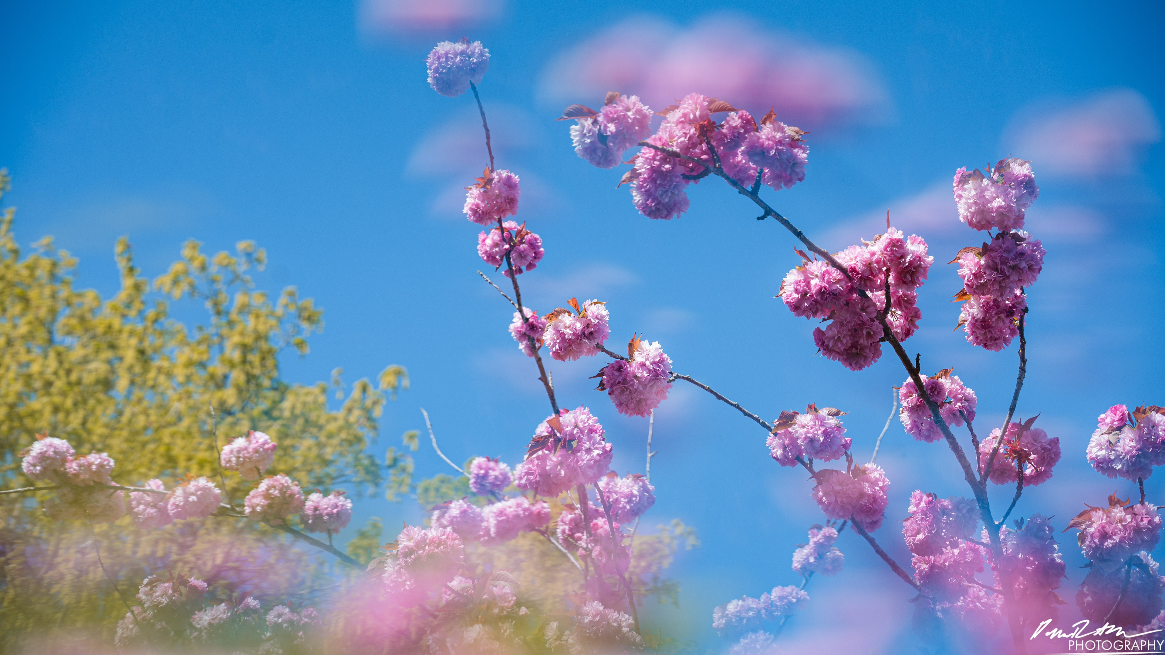 Out of Focus - Enumclaw WA