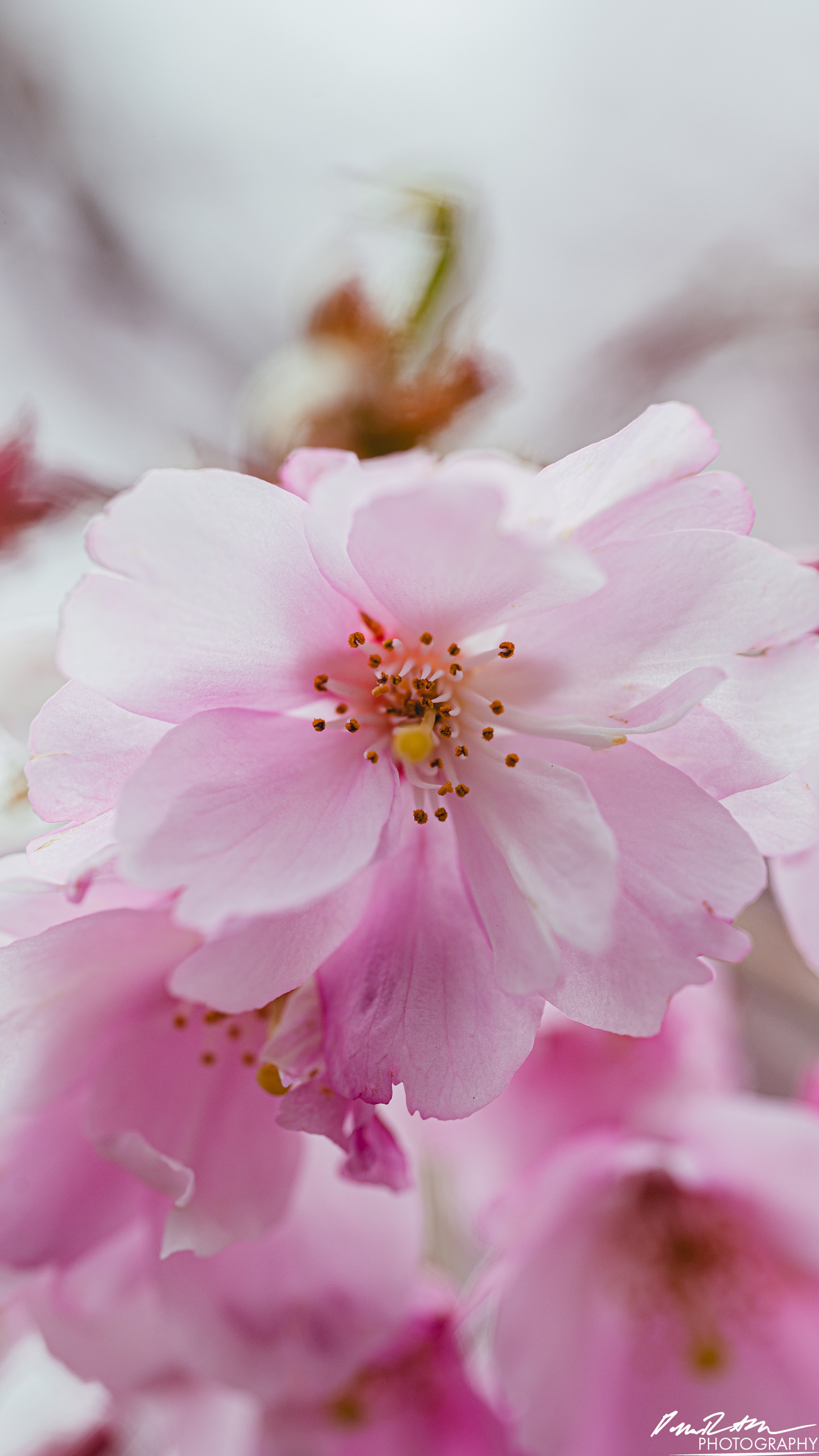 Up Close - Enumclaw WA
