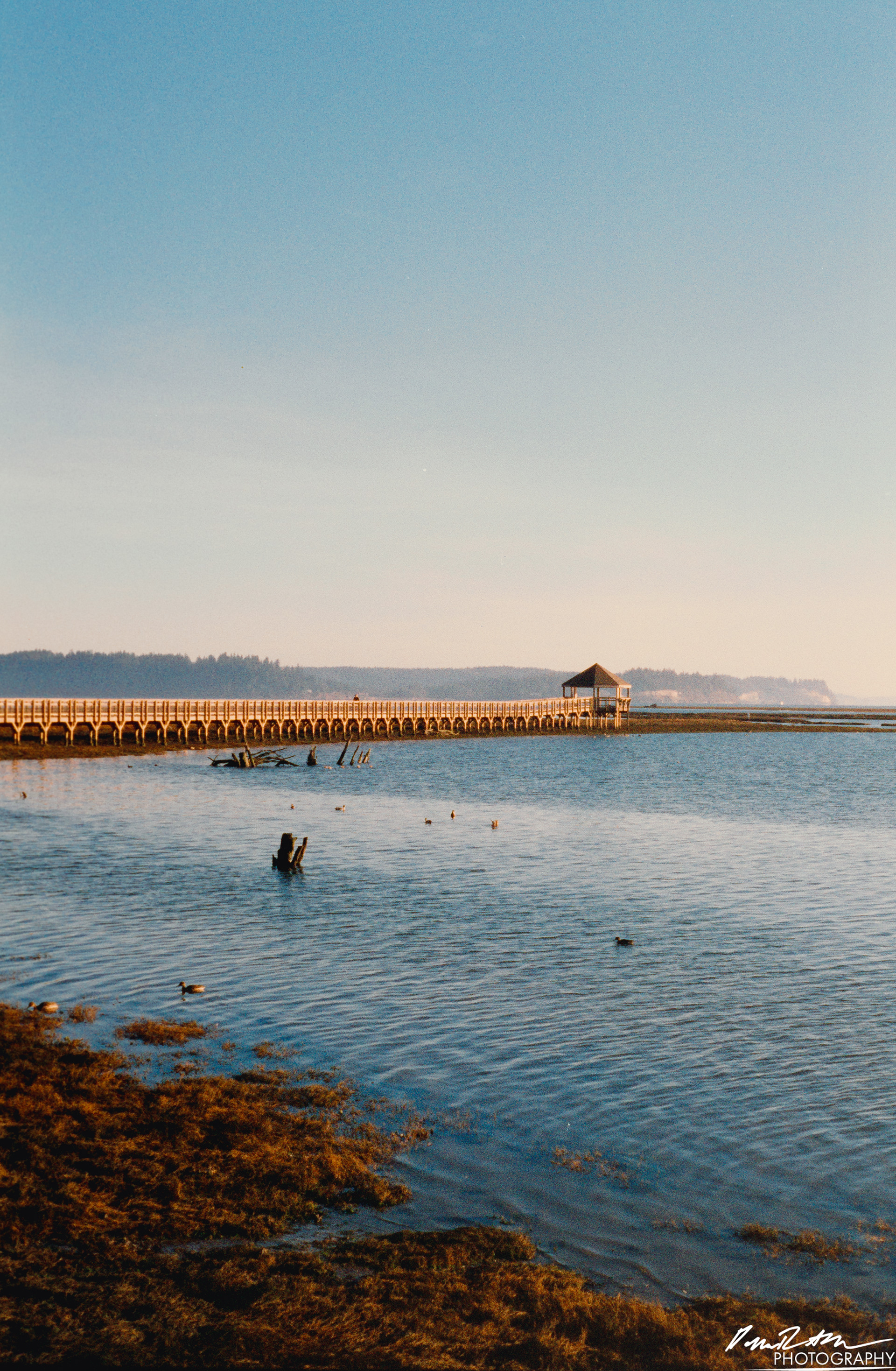 Pheonix 200 - Nisqually Wildlife Preserve WA