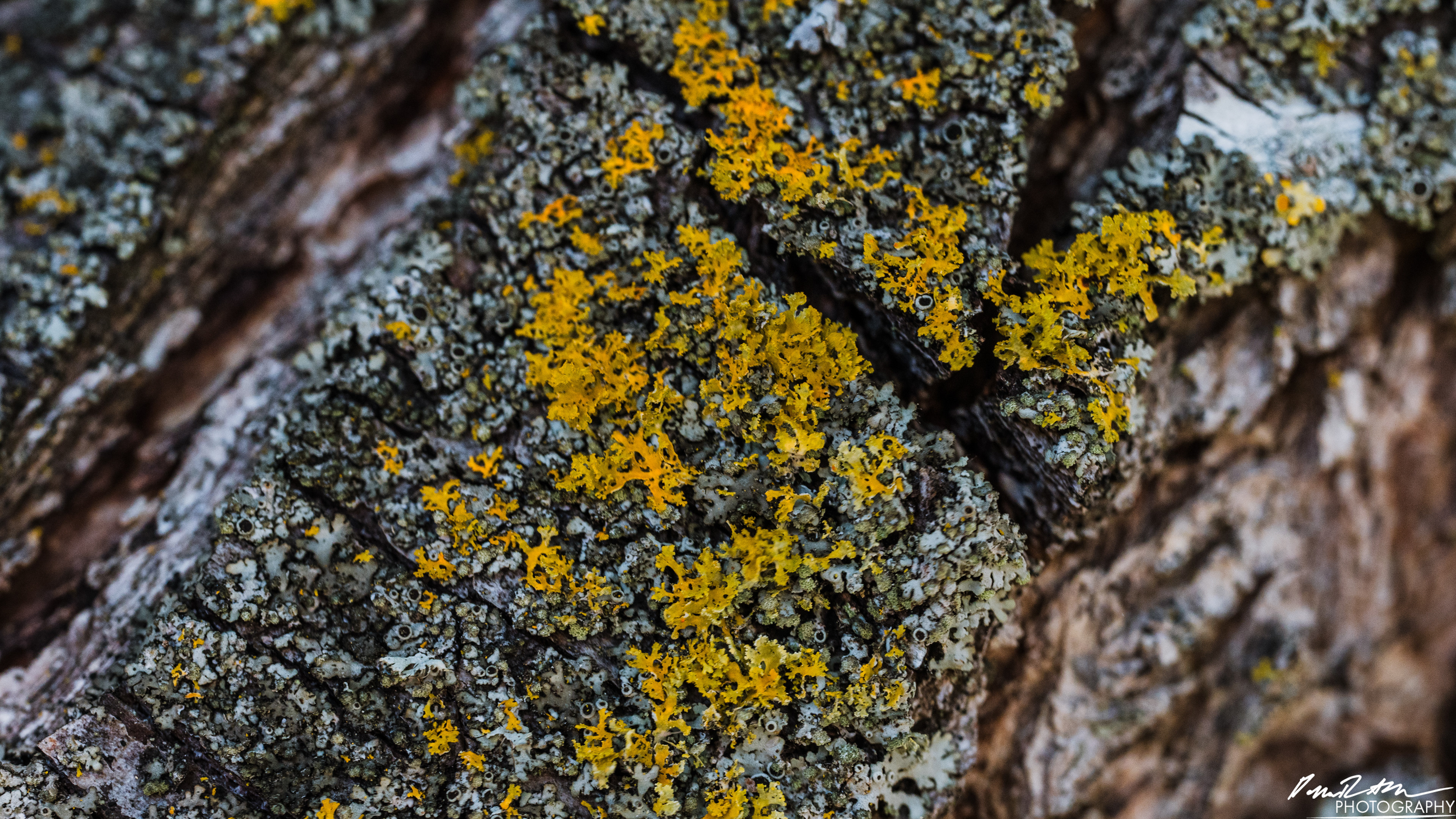 Big World - Enumclaw WA