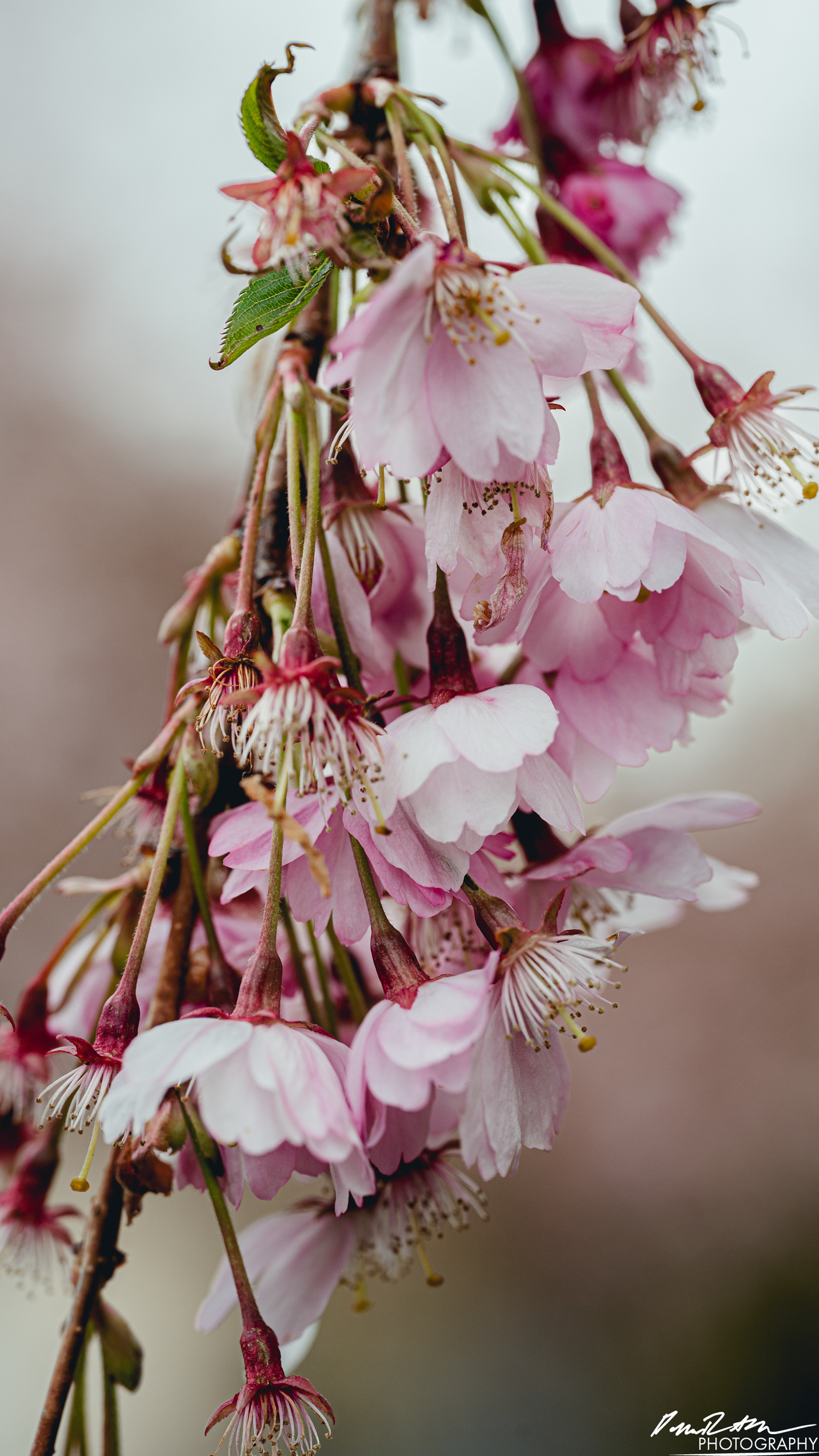 Up Close - Enumclaw WA