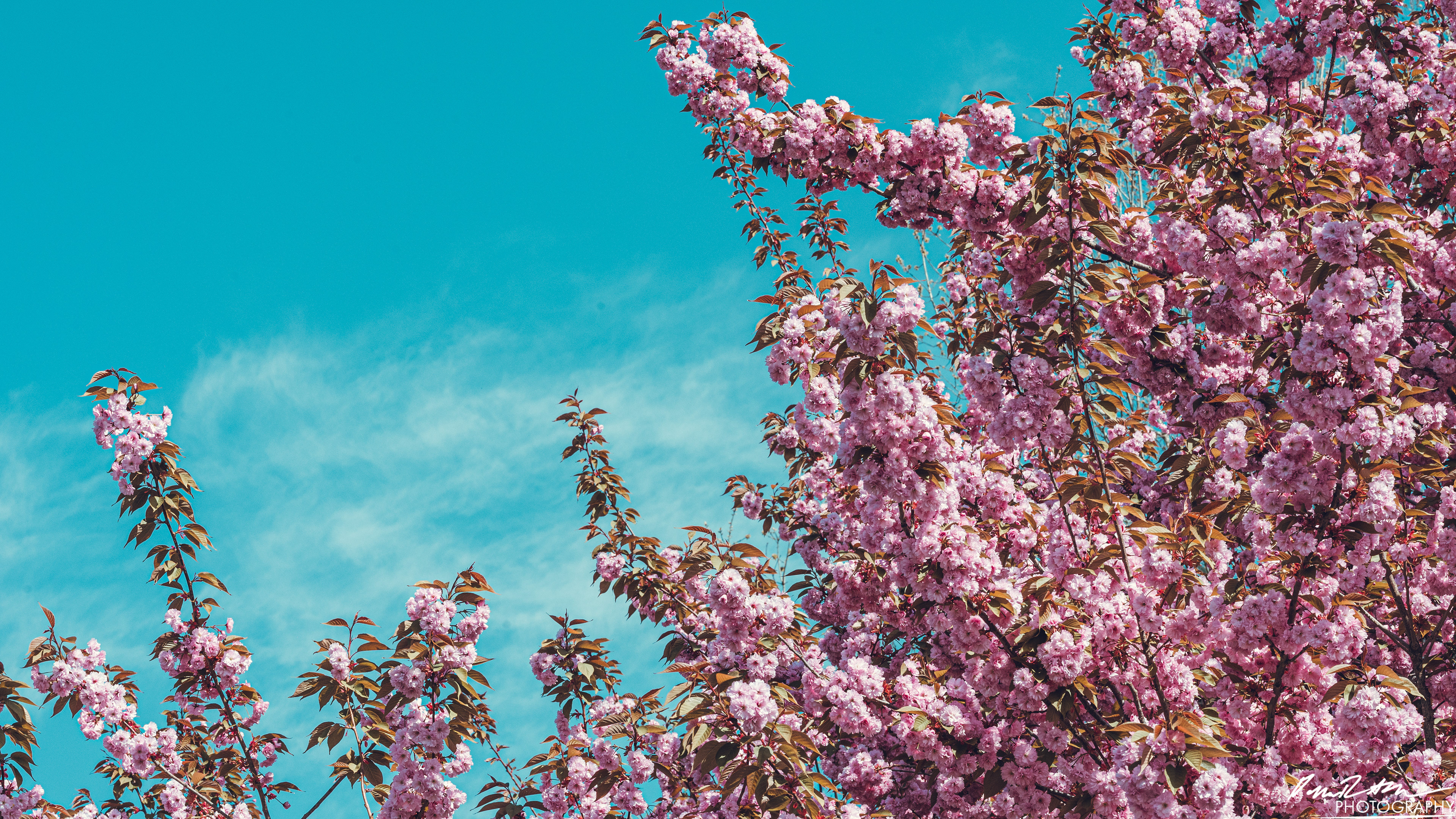 Up Close - Enumclaw WA