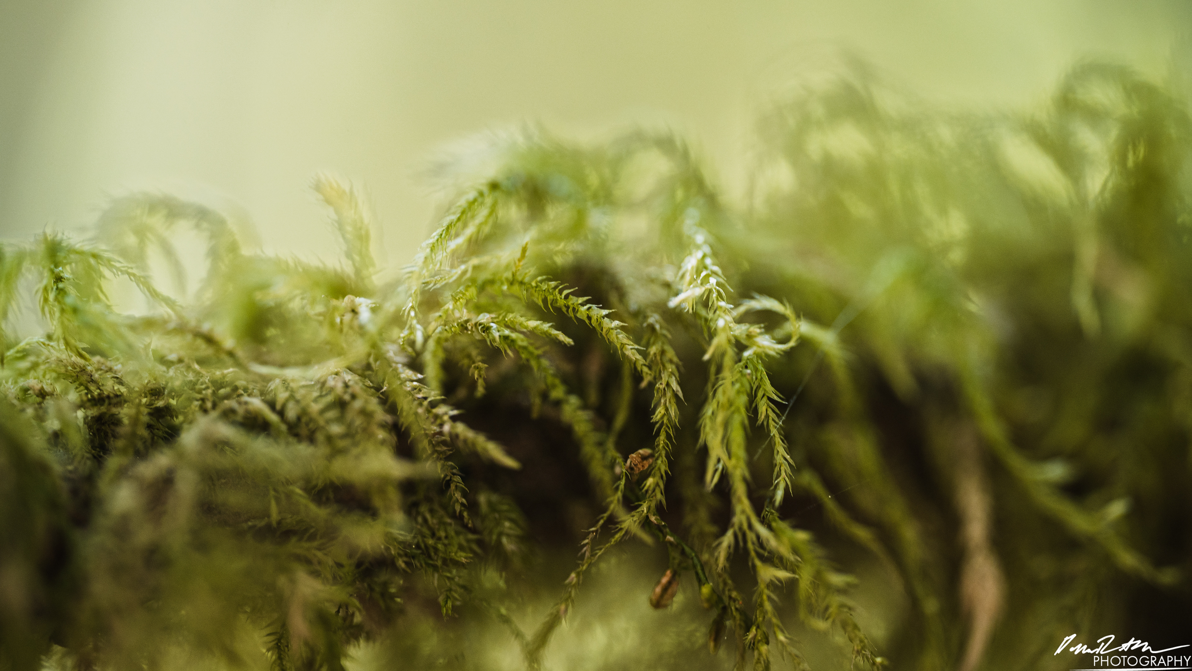 Rapids - Lake Cushman