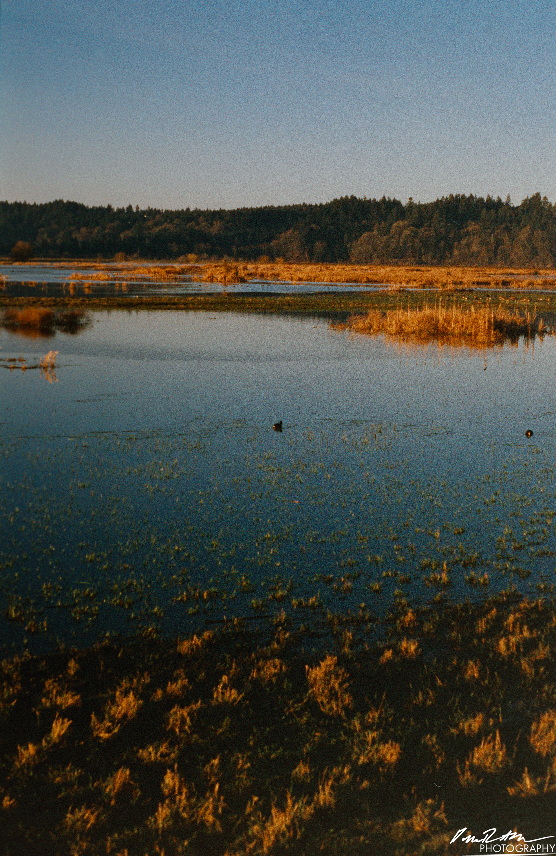 Pheonix 200 - Nisqually Wildlife Preserve WA