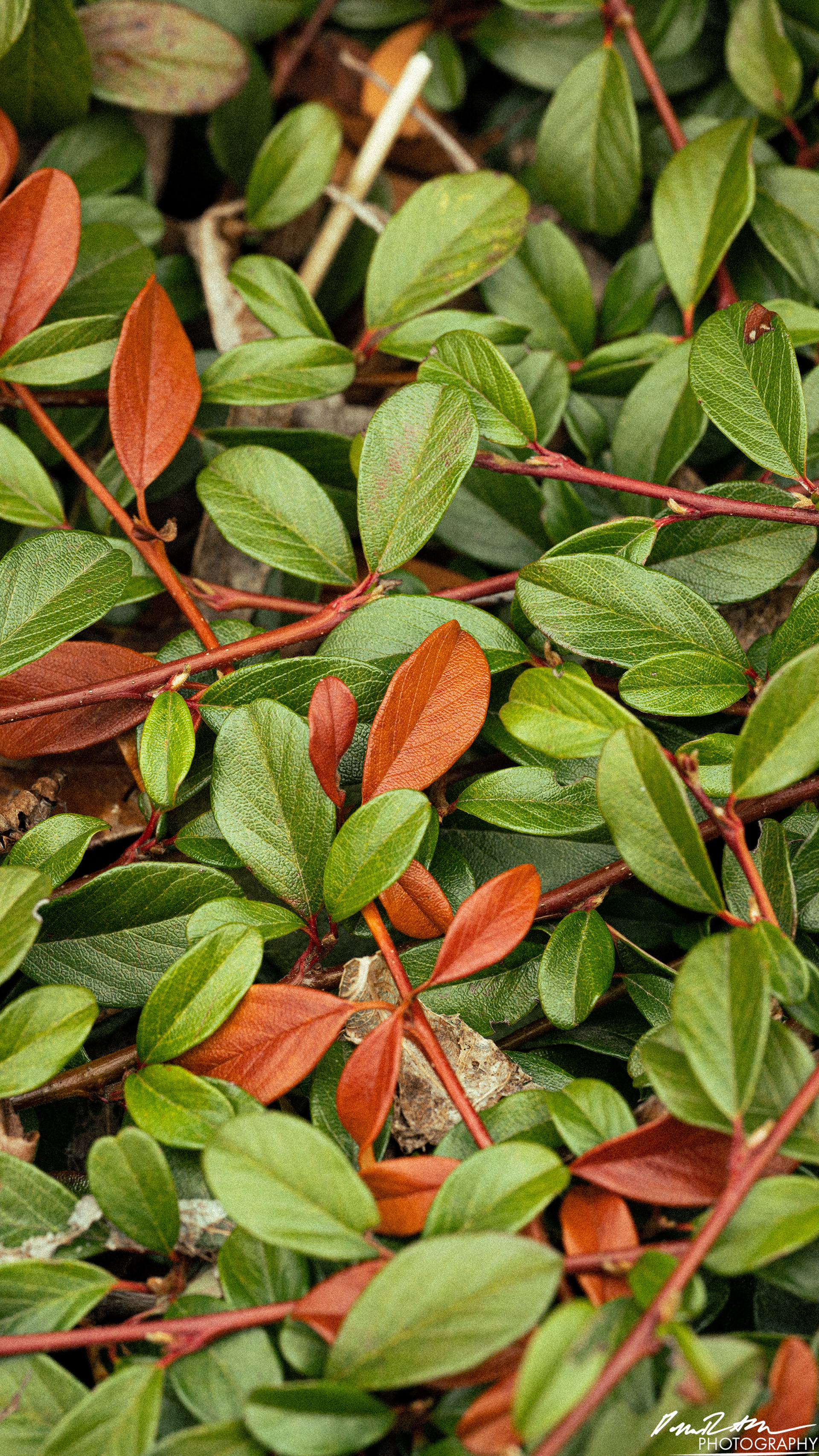 Up Close - Enumclaw WA