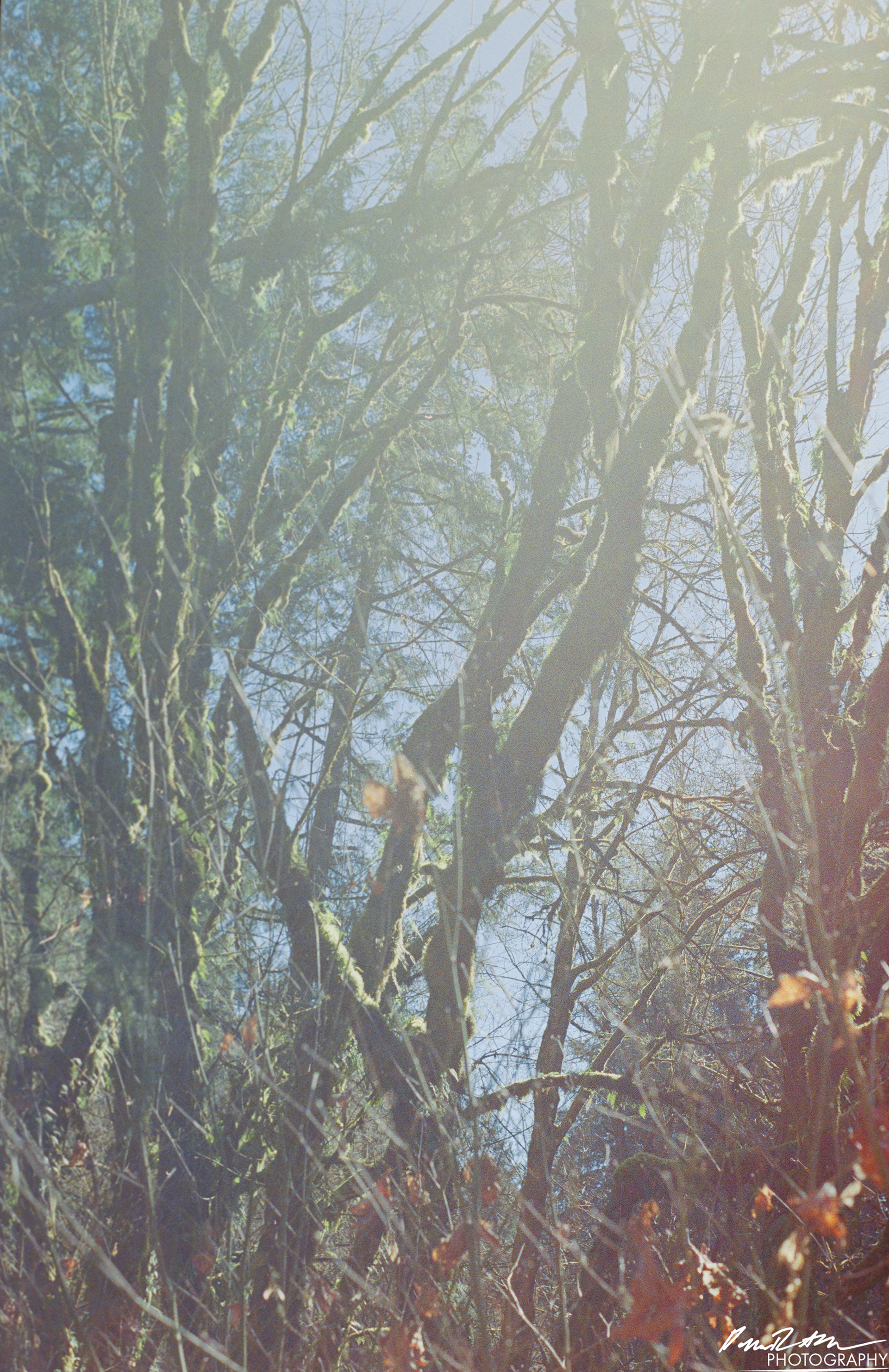 Fujifilm 400 - Dupont WA