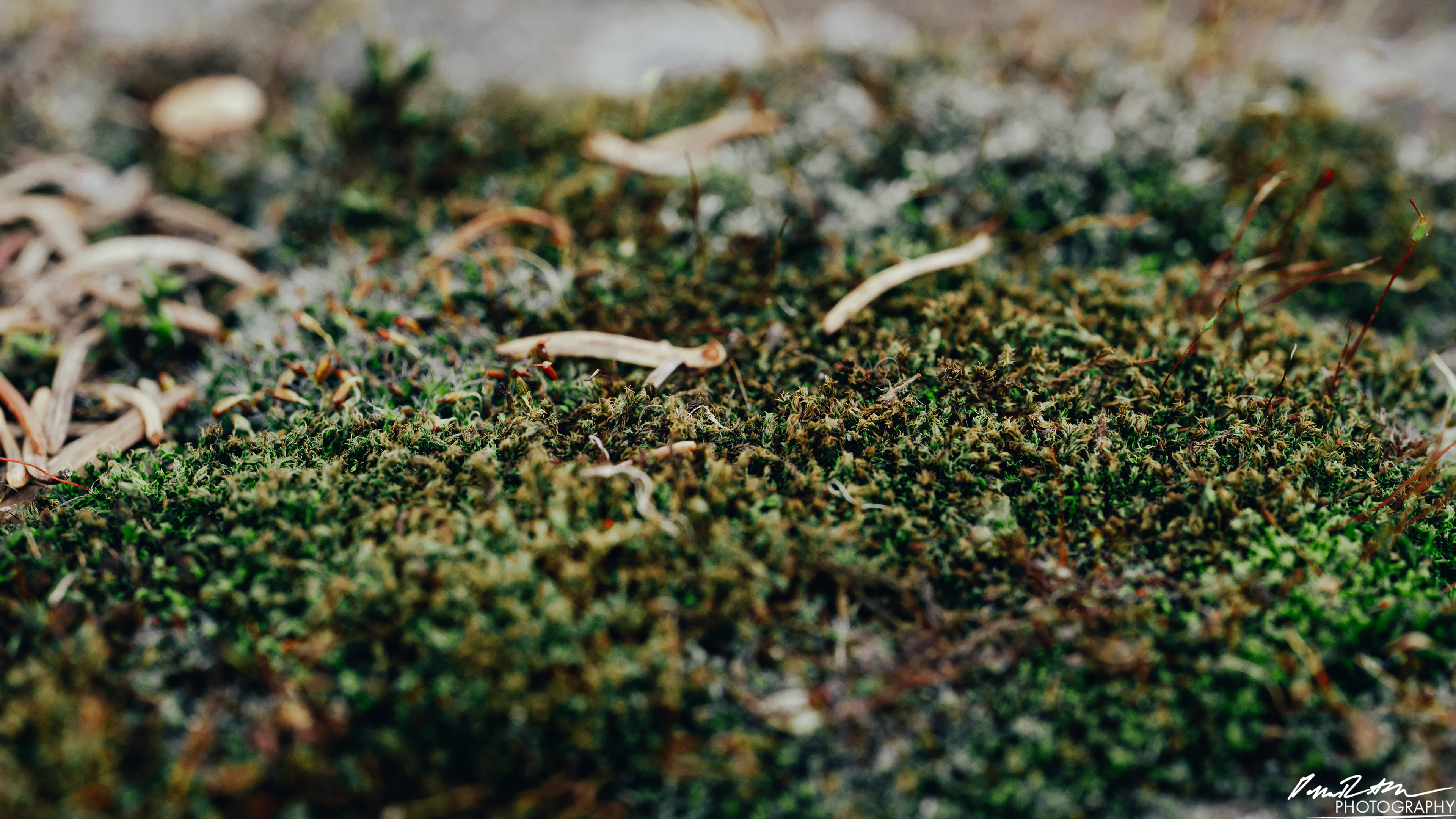 Up Close - Enumclaw WA