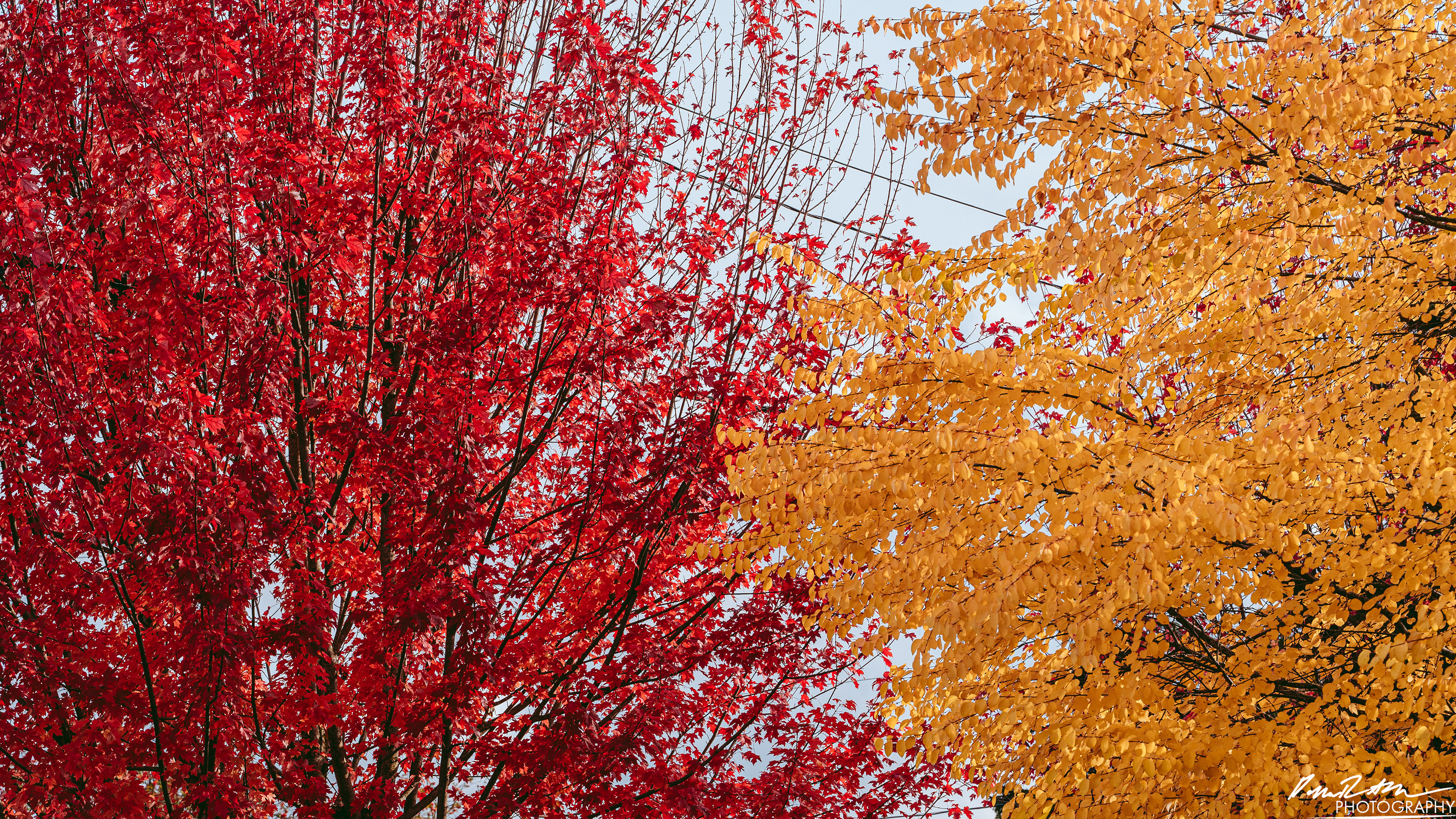 RED & YELLOW - Enumclaw WA