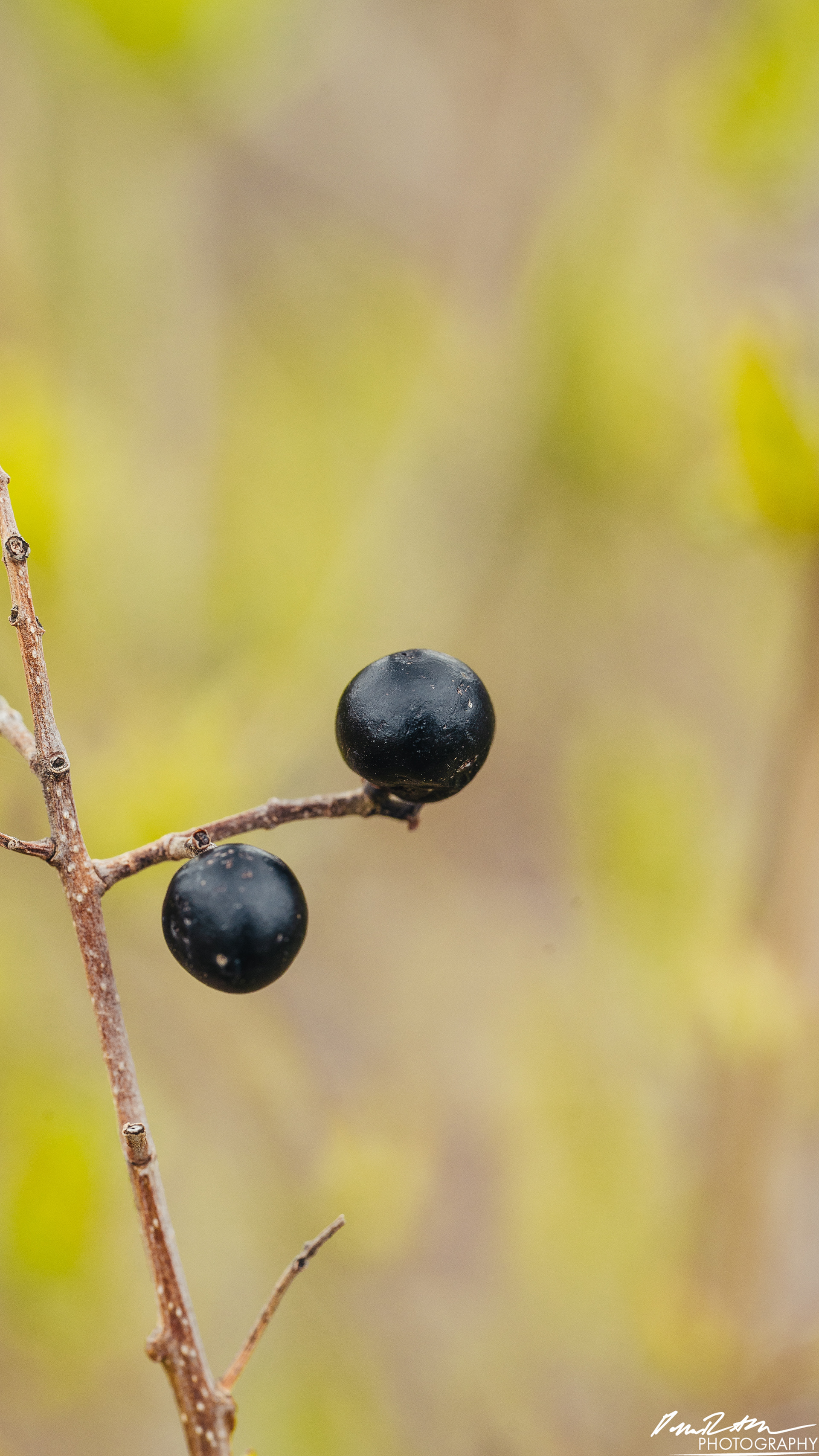 Up Close - Enumclaw WA
