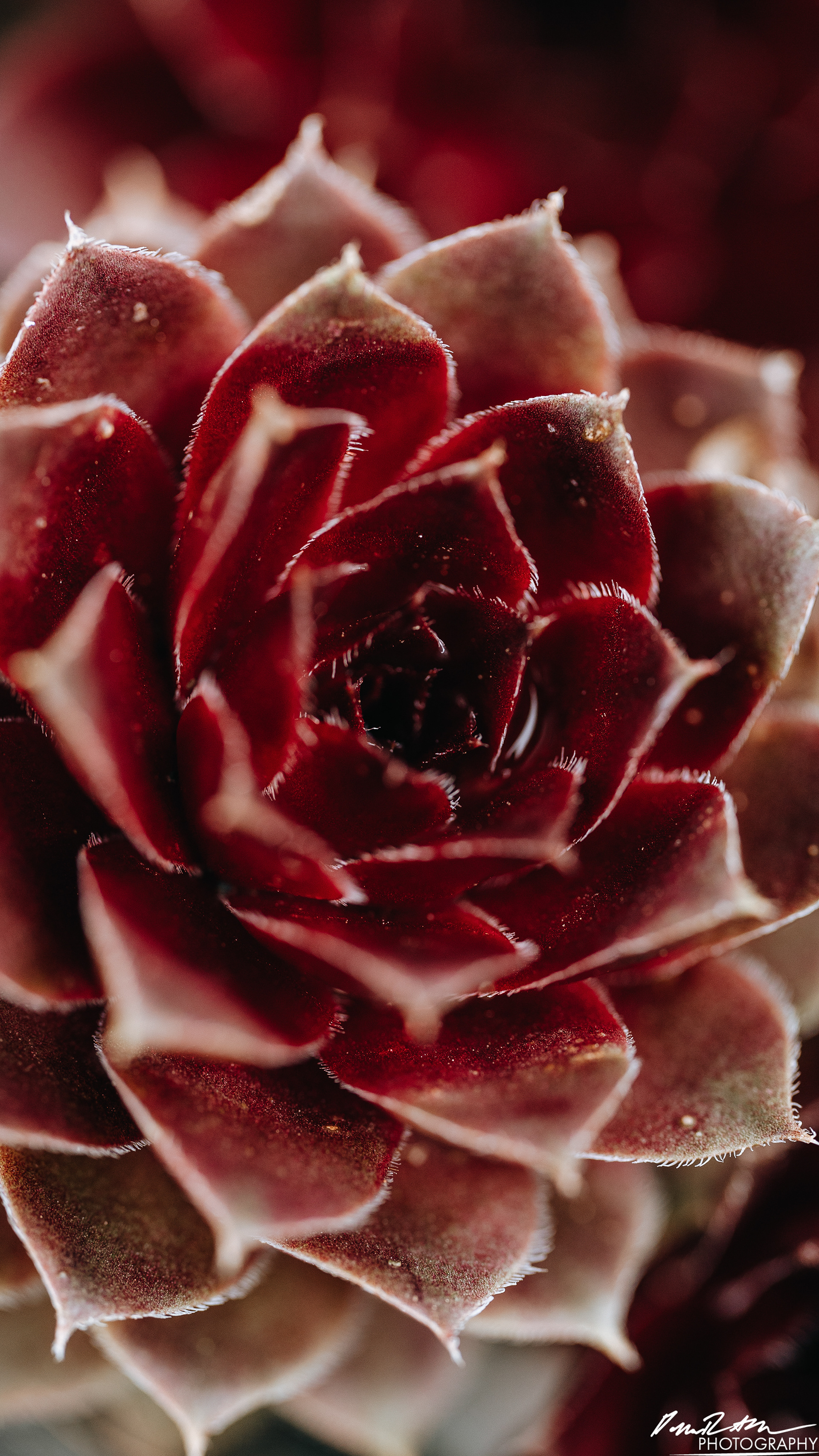 Up Close - Enumclaw WA