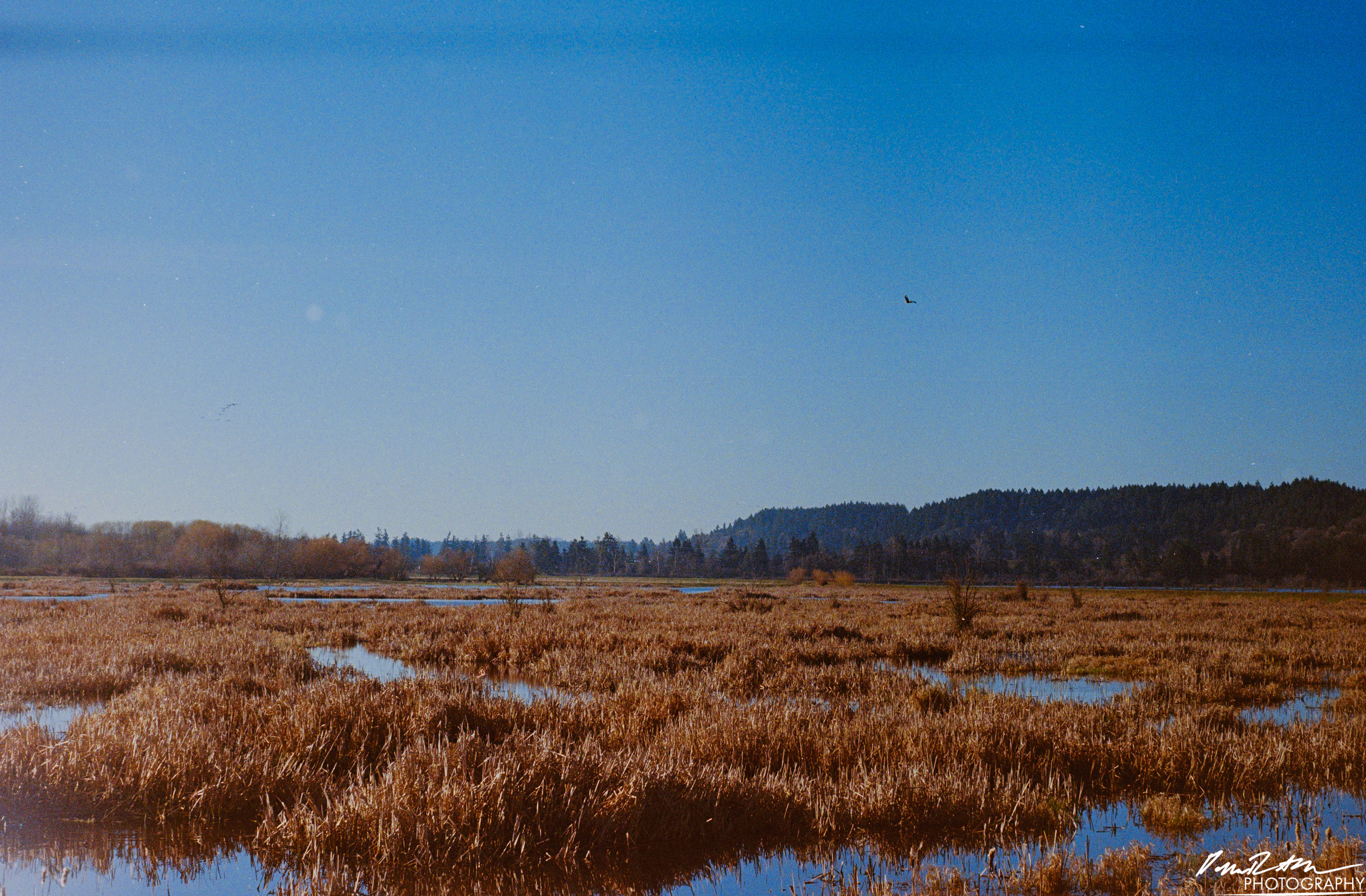 Fujifilm 400 - Nisqually Wildlife Preserve WA