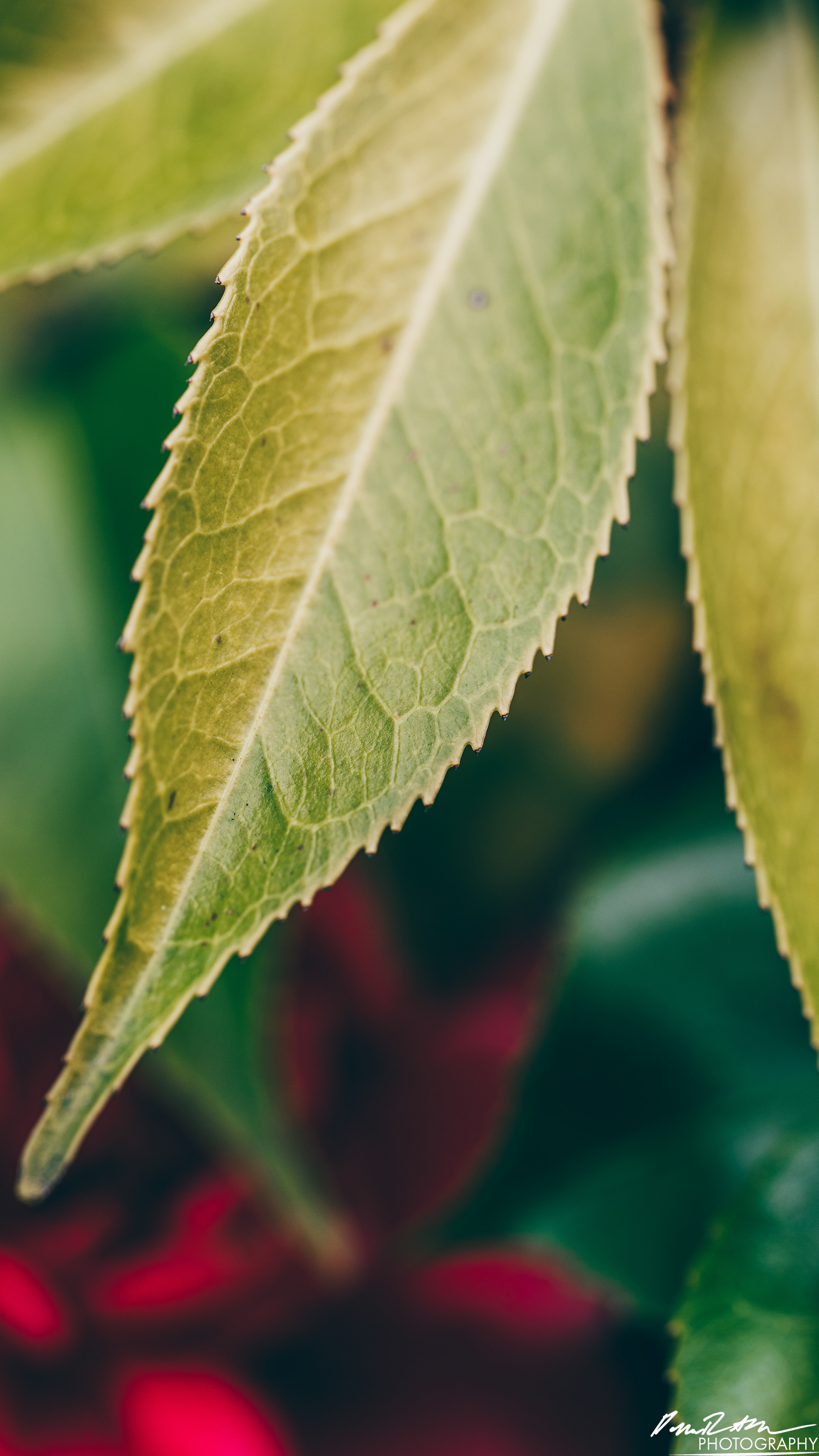 Up Close - Enumclaw WA