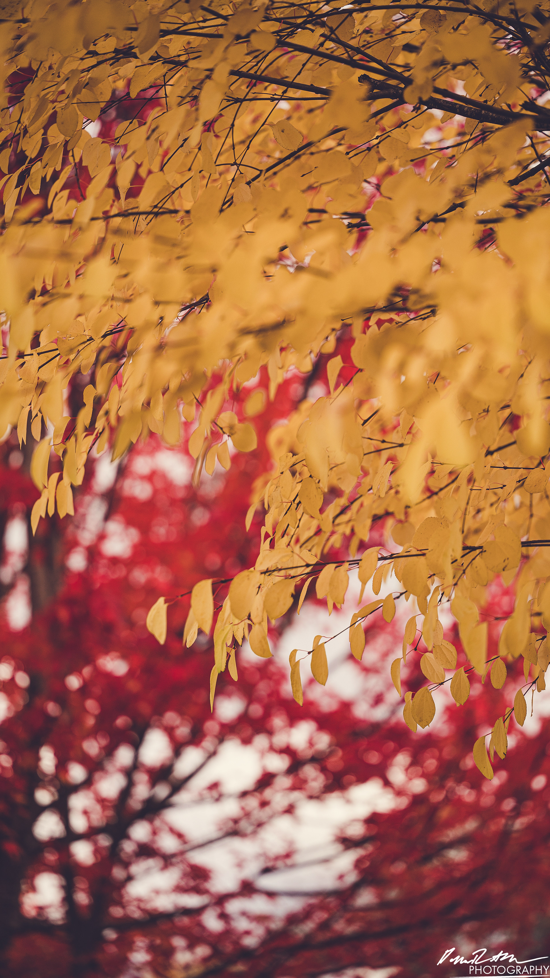 RED & YELLOW - Enumclaw WA