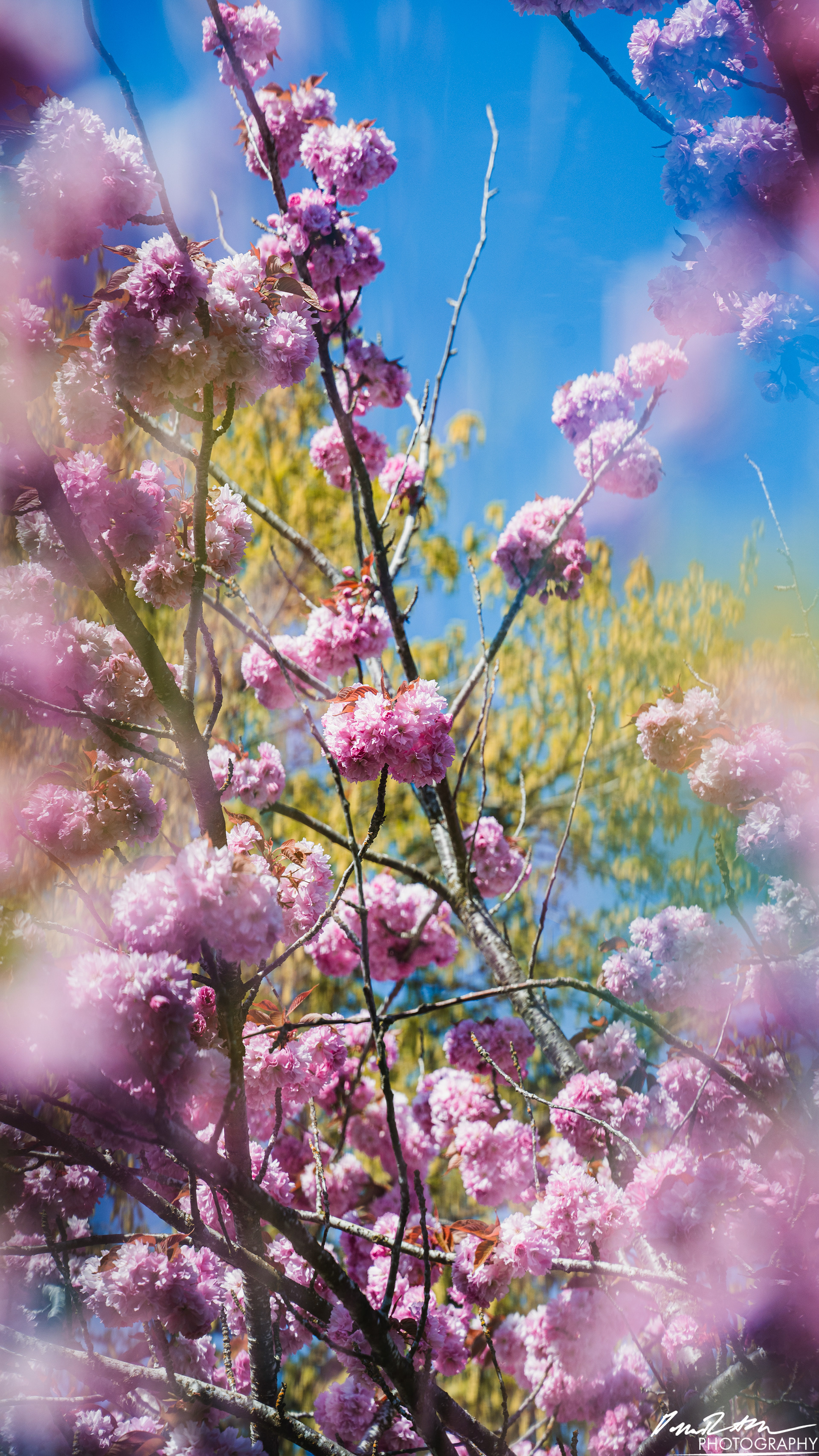 Out of Focus - Enumclaw WA