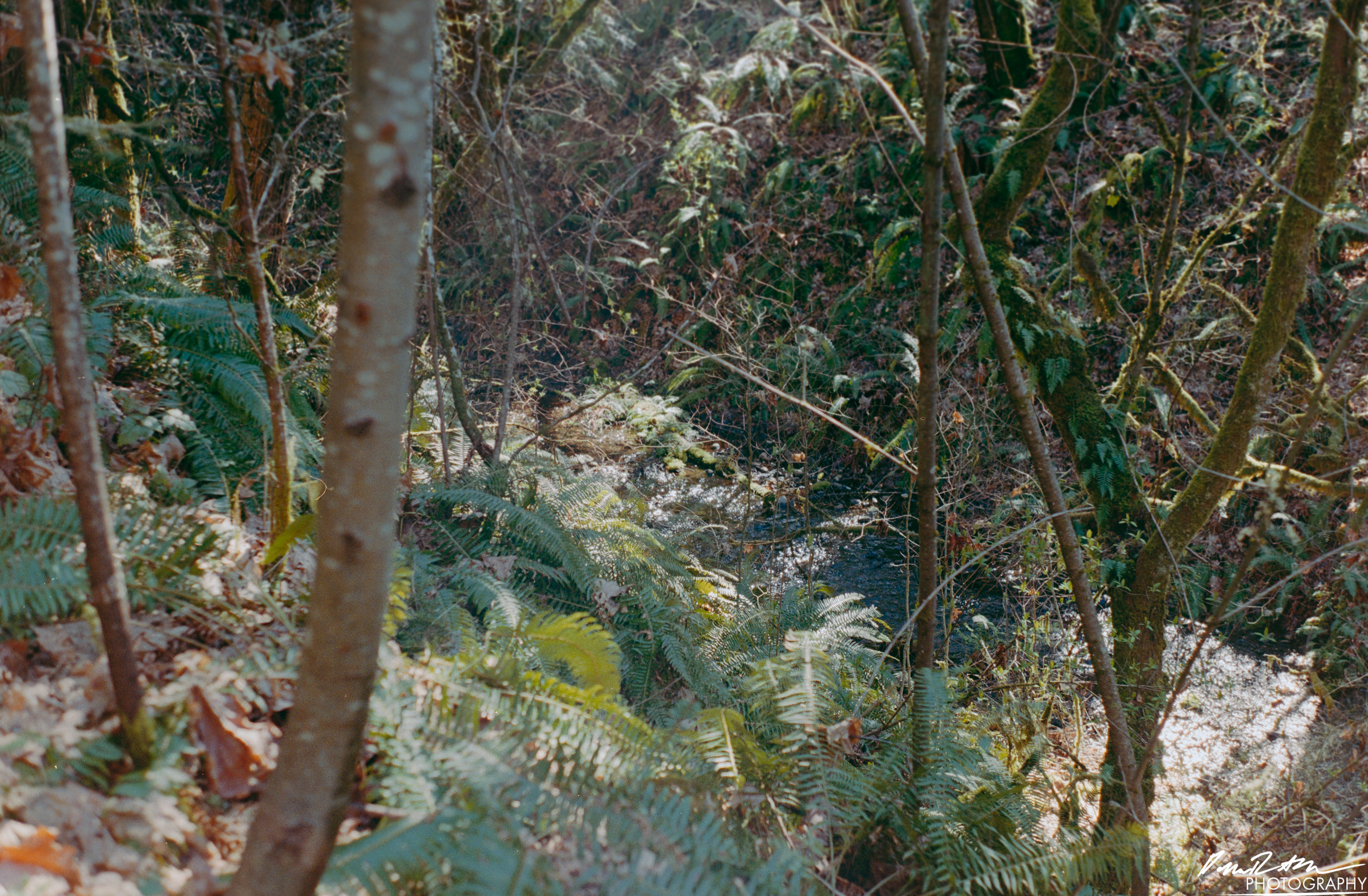 Fujifilm 400 - Dupont WA