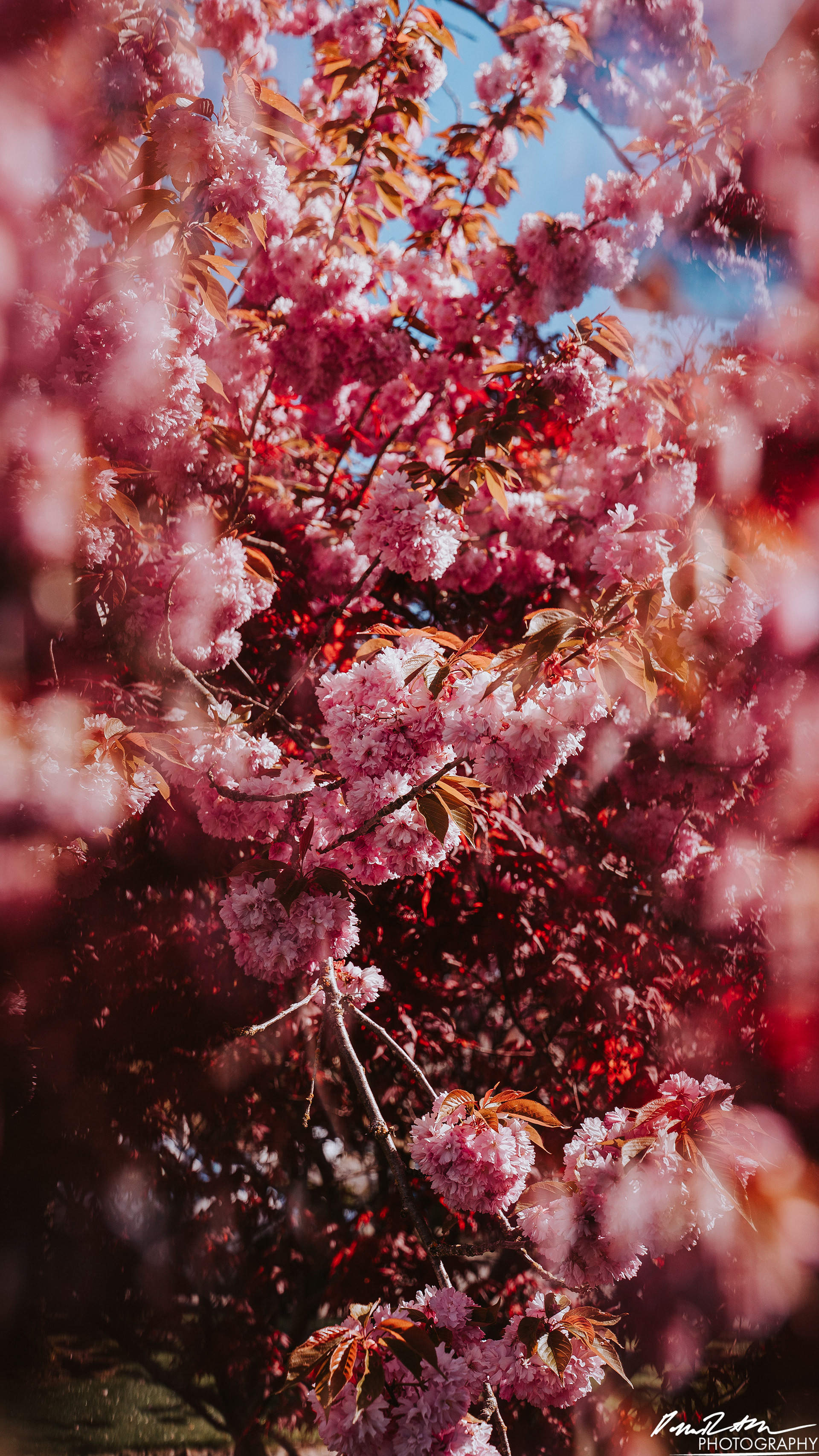 Out of Focus - Enumclaw WA