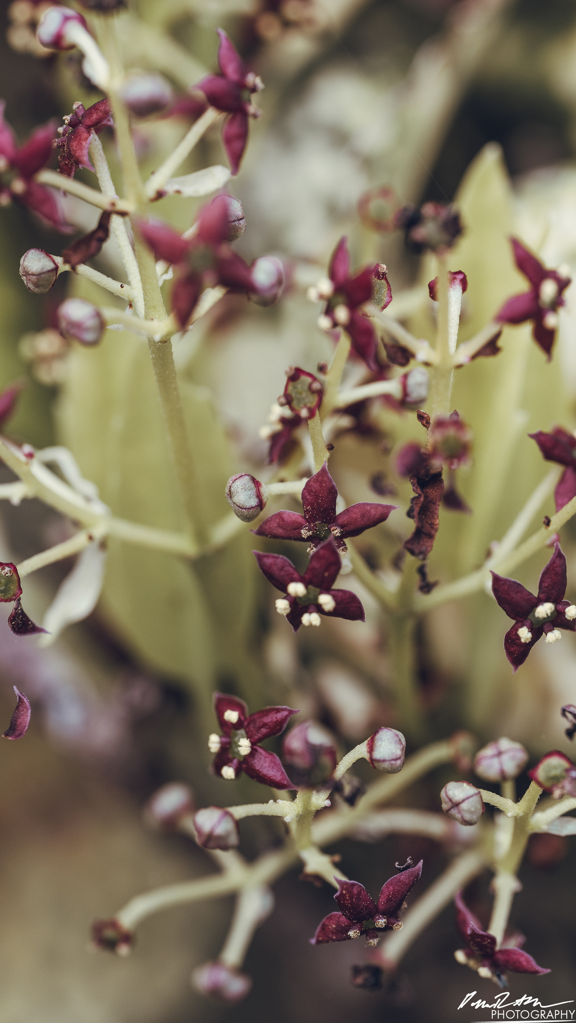 Up Close - Enumclaw WA