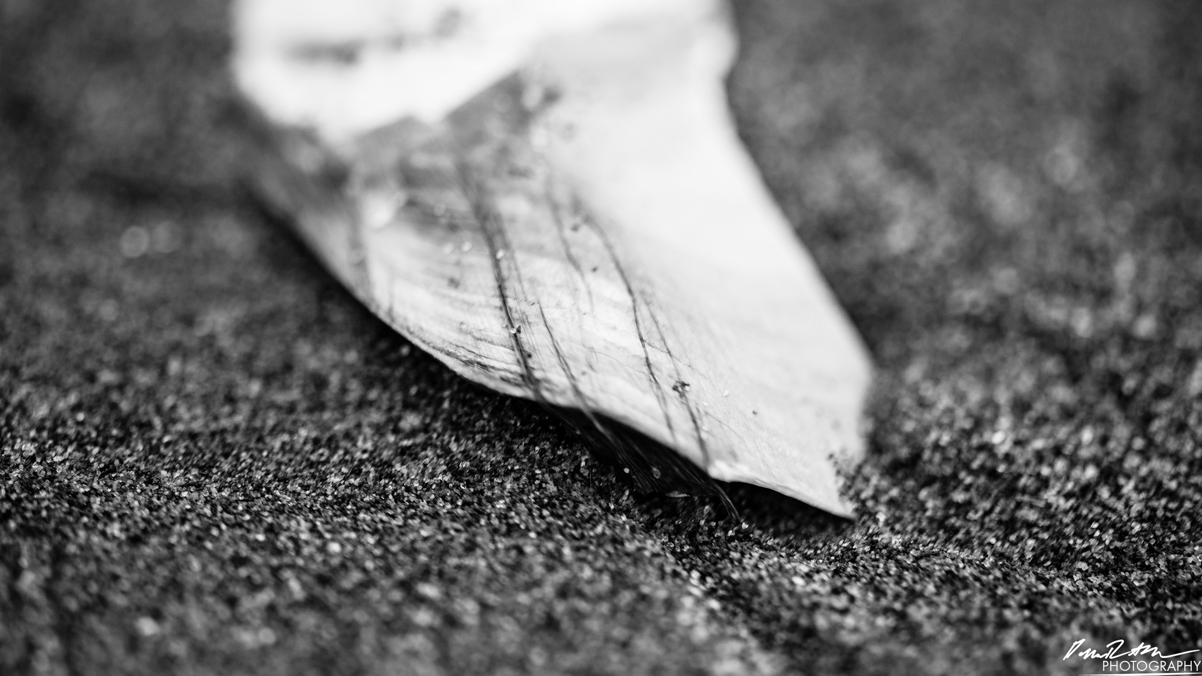 The Beach of Life - Kalaloch 