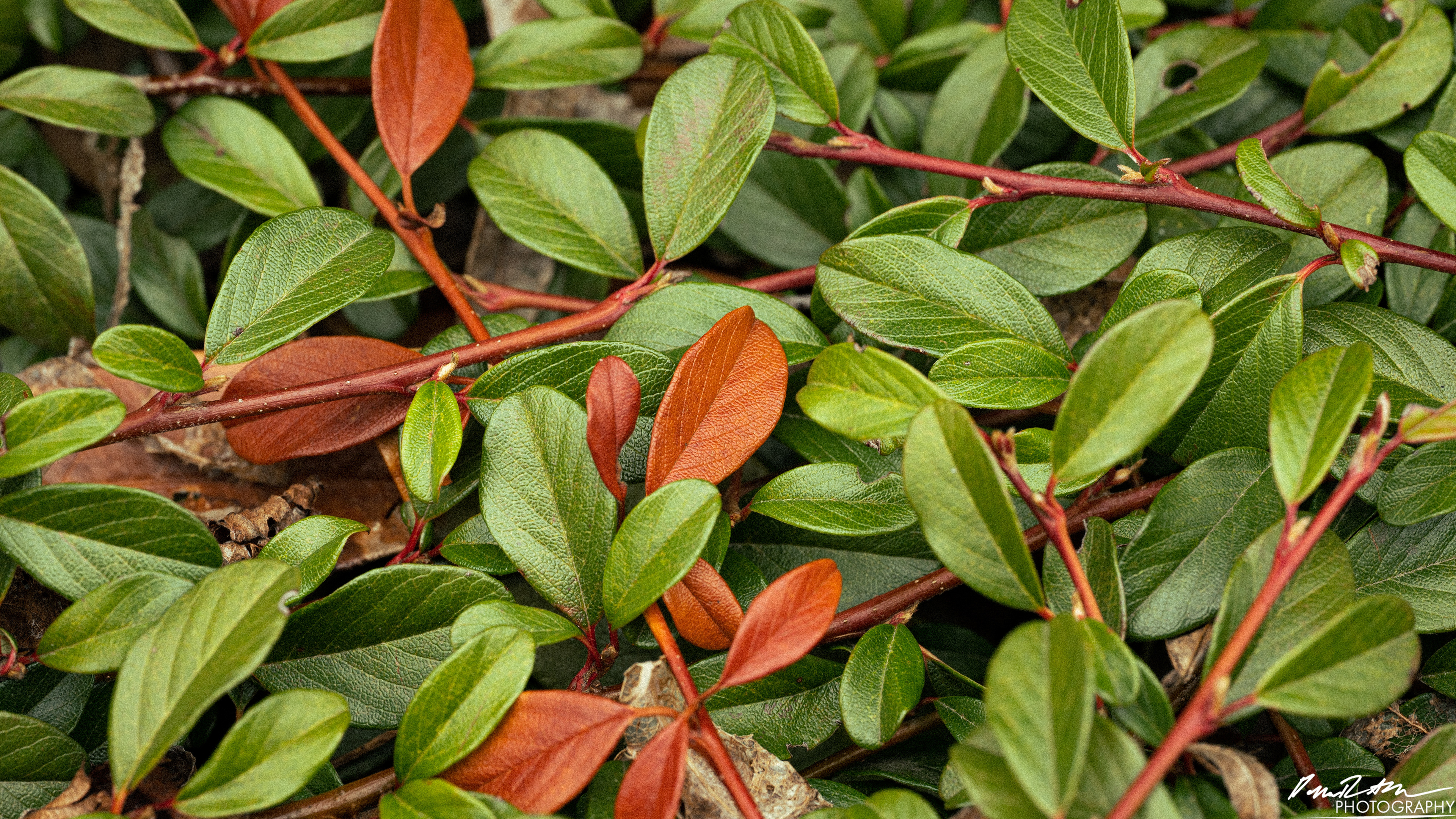 Up Close - Enumclaw WA